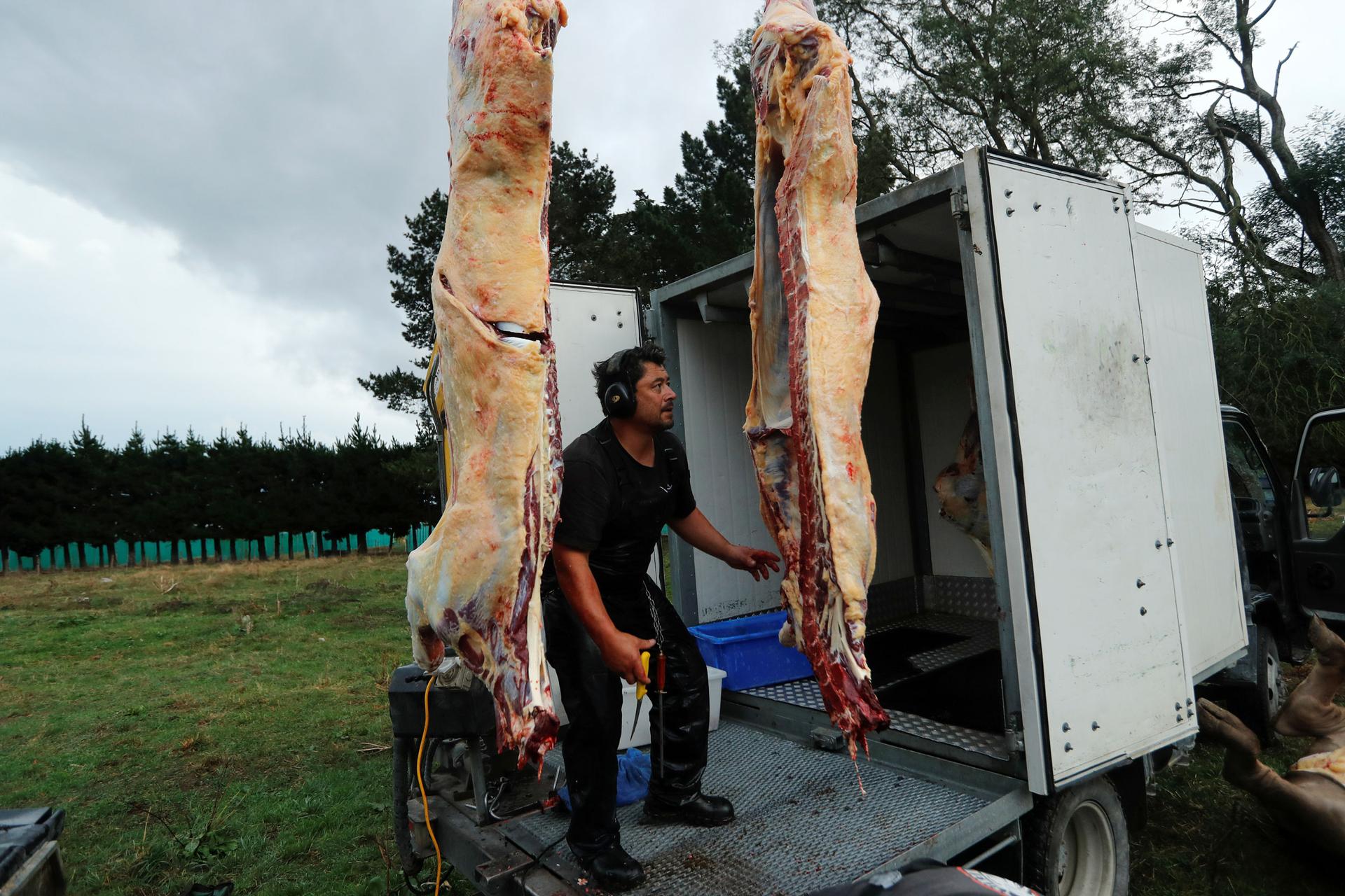 Noel Womersley is show next to two cow carcases with a knife in hand.