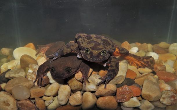 Romeo and Juliet, two Sehuencas frogs