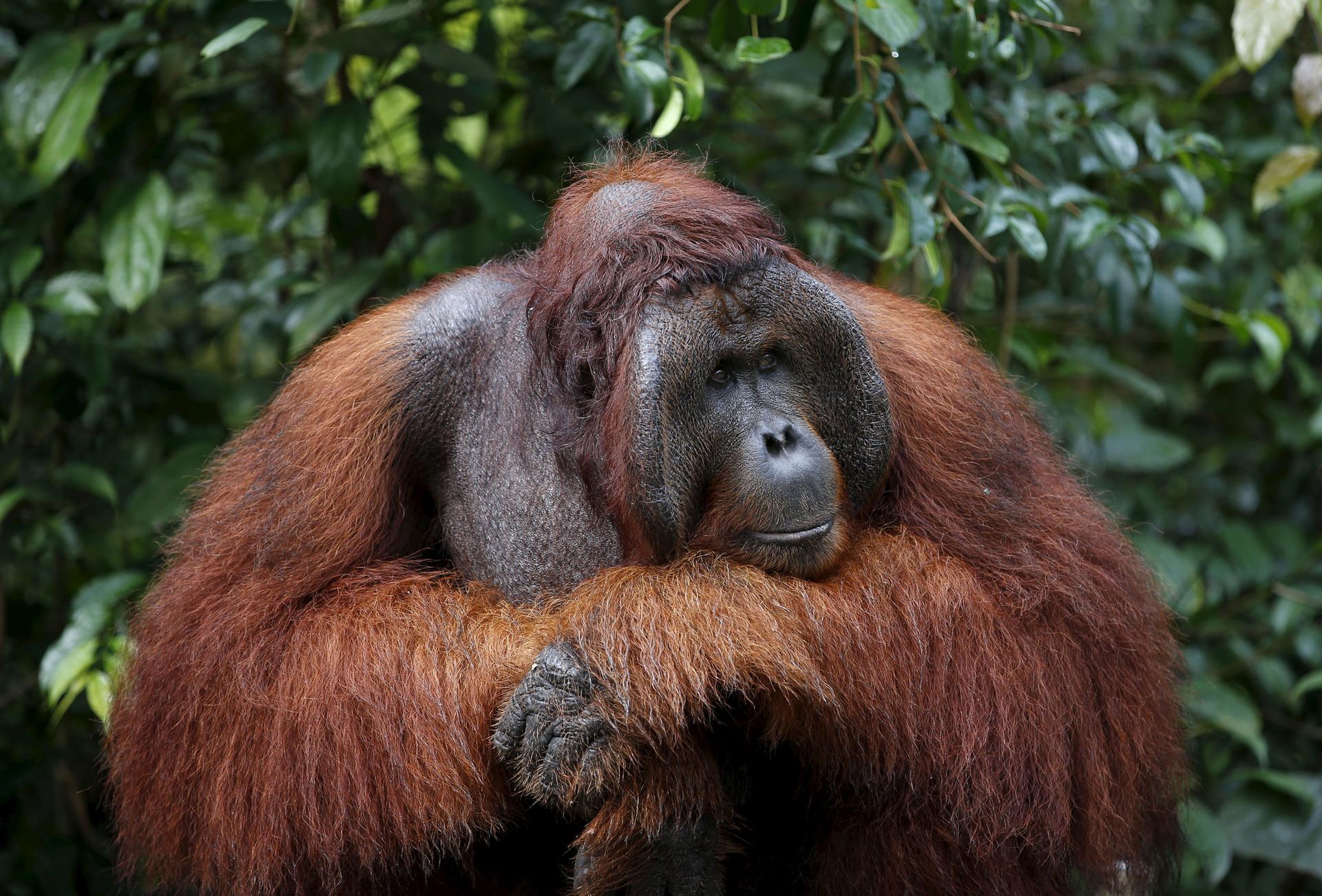 A male orangutan waits at a feeding station at Camp Leakey in Tanjung Puting National Park in Central Kalimantan province, Indonesia.