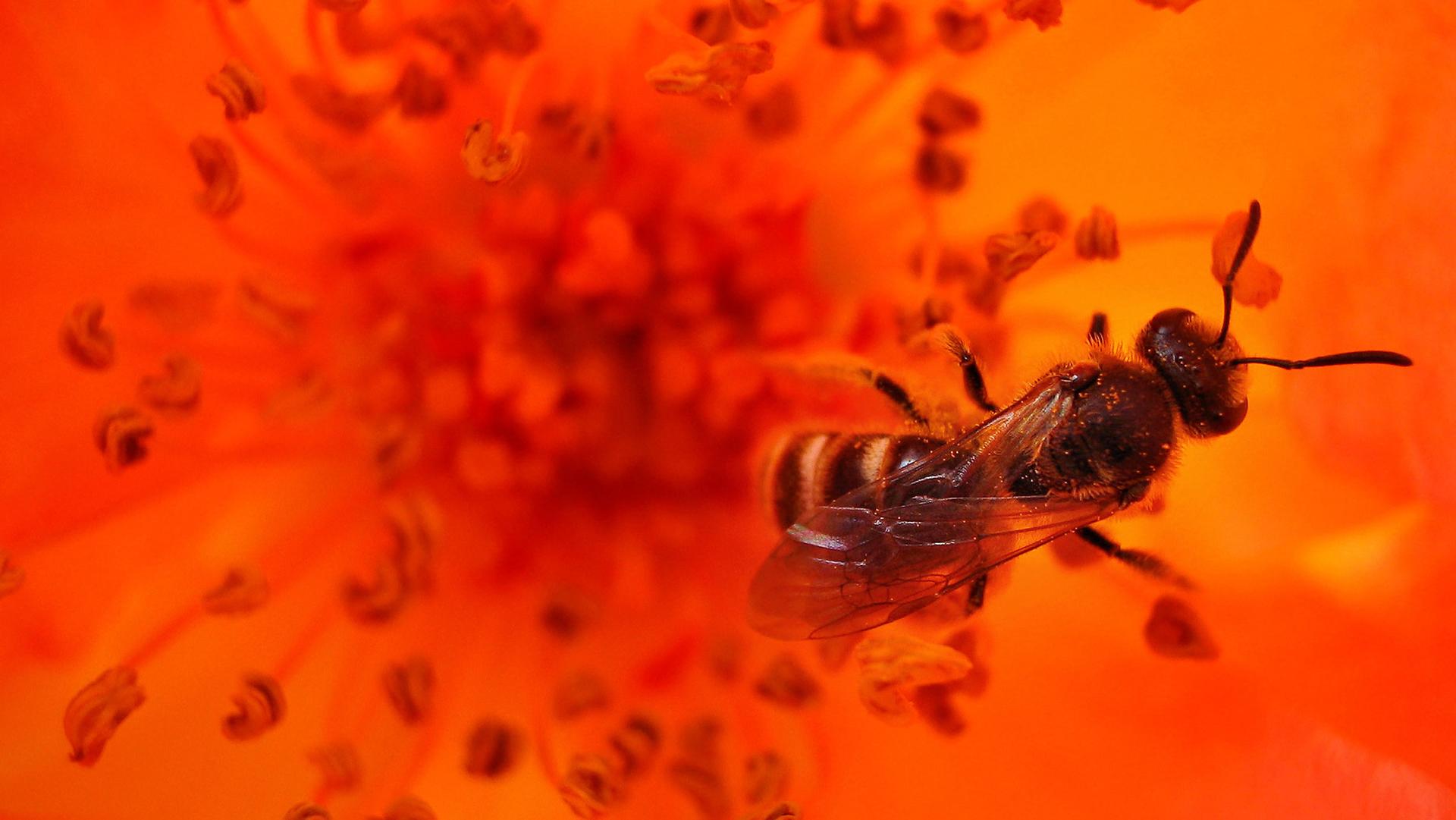A bee is shown collecting pollen off an bright orange flower in a park in the Bulgaria's capital Sofia.