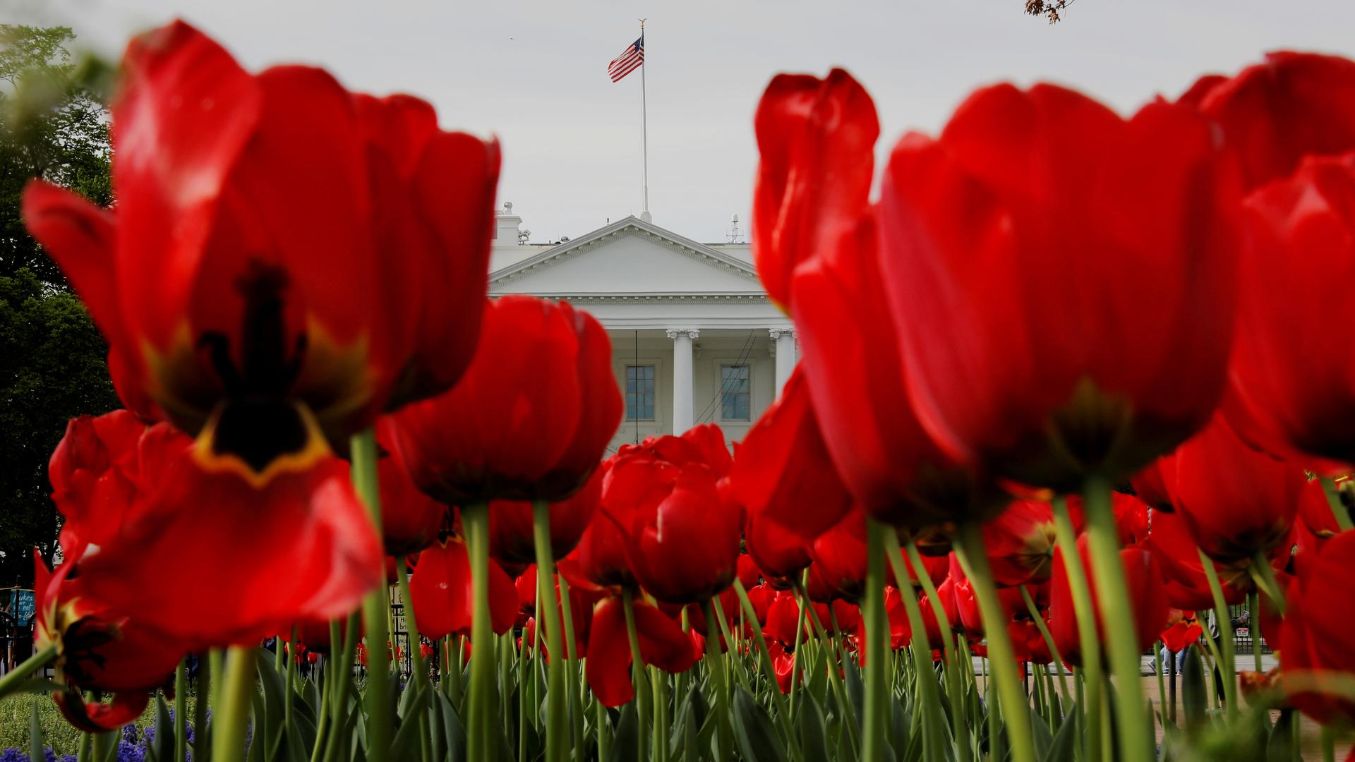 red tulips in front of the white house