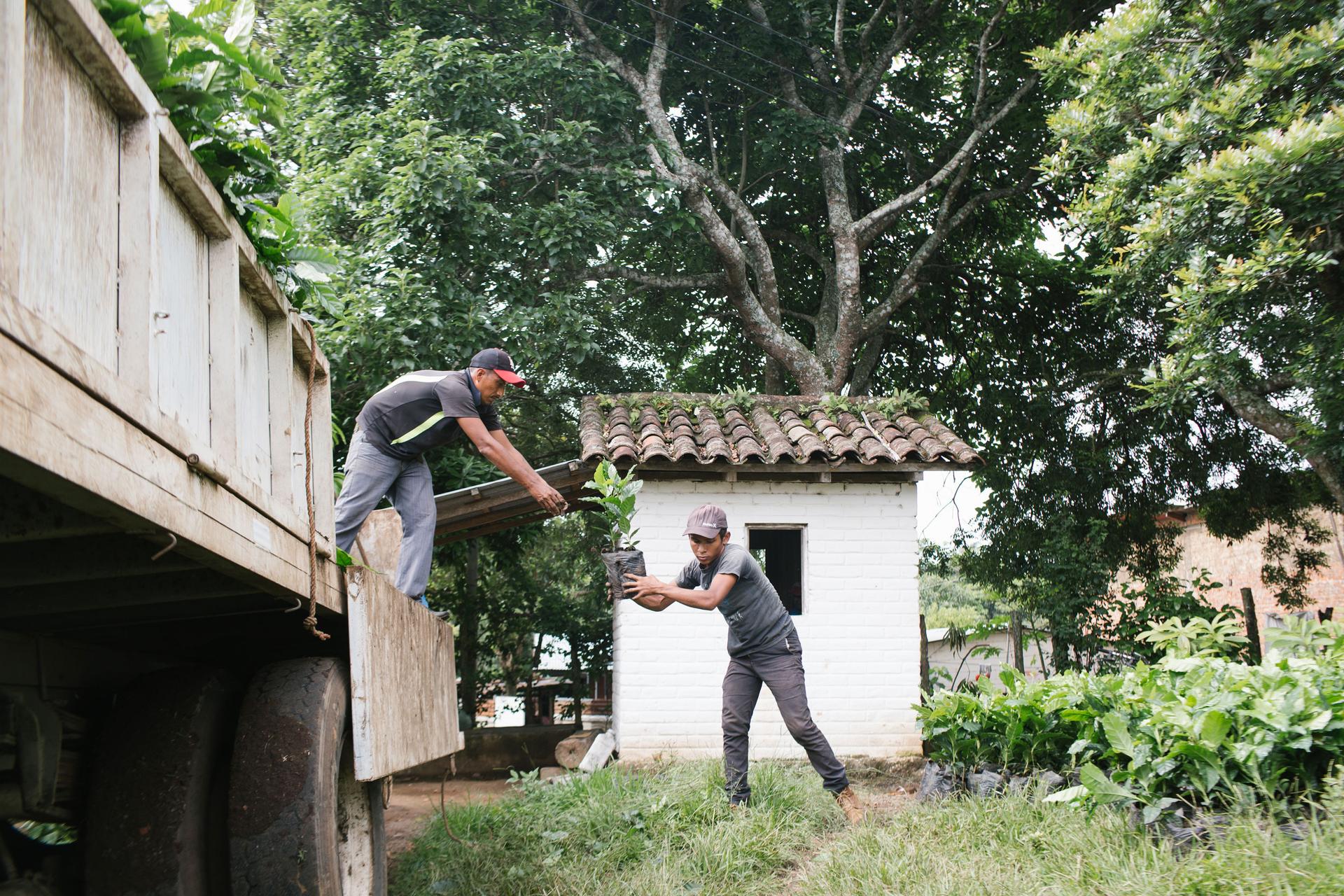 Two coffee workers are shown unloading small plants from the back of a truck.