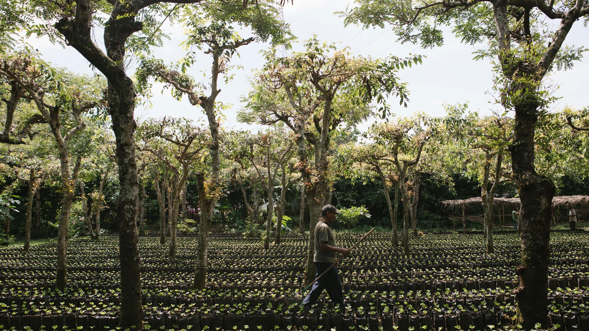 A coffee farmer is shown walking through a nursery with a rake in his hand.