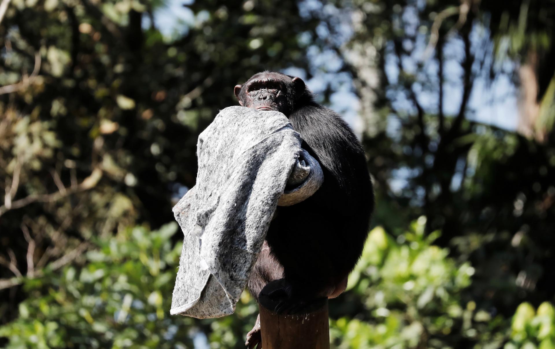 A chimpanzee holds a grey blanket up in a tree.