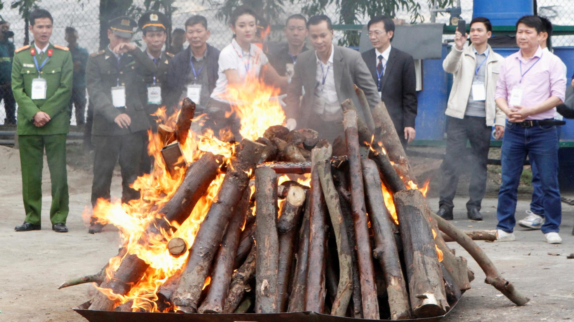 rhino and elephant horns destroyed in vietnam