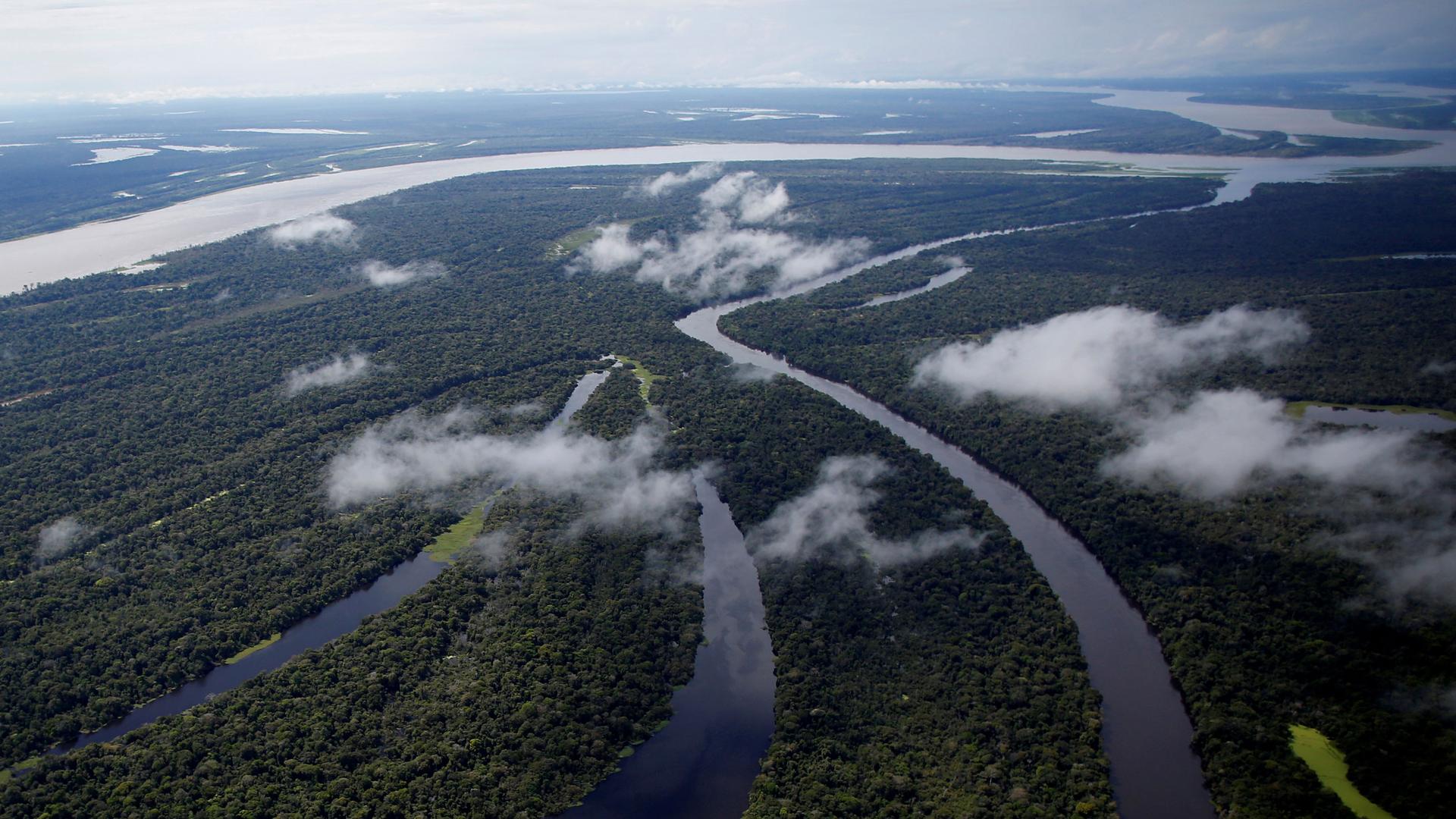 The Mamiraua Sustainable Development Reserve is shown from above where four bodies of water connect together weaving in-between trees.