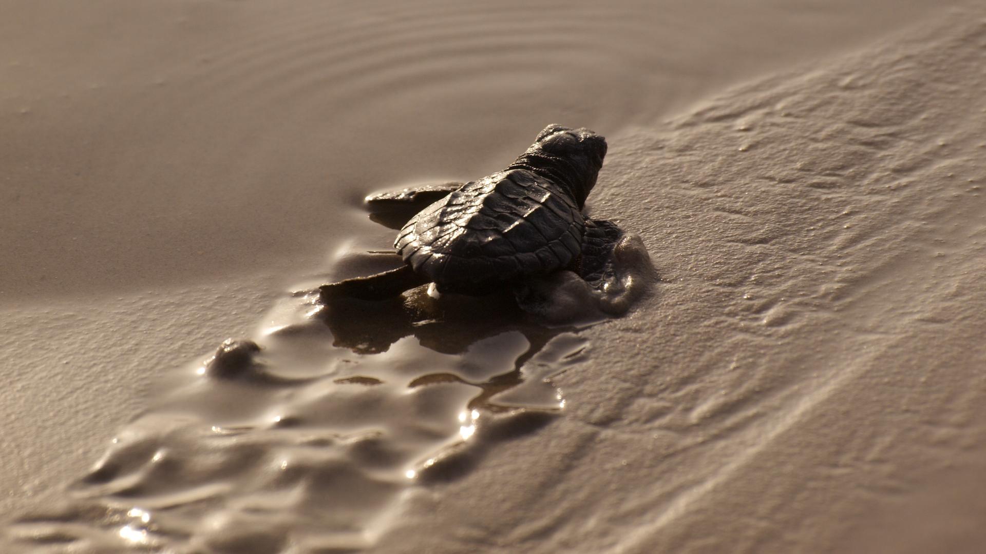 baby turtle heading to sea