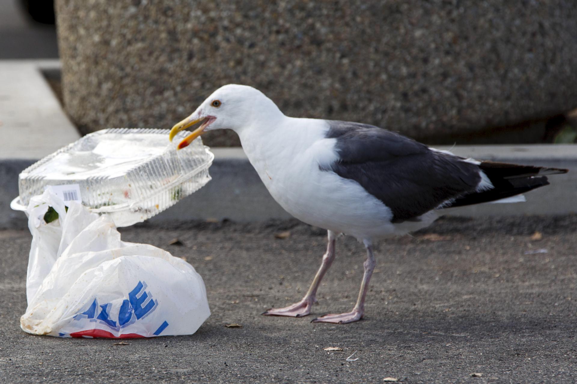 A seagull picks up a plastic container next to a plastic bag.
