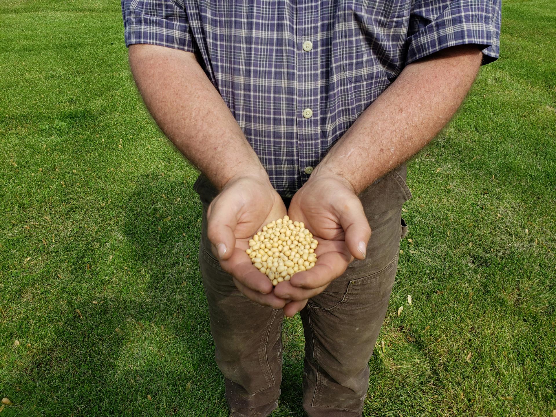 A man holds soybeans in his hands. 