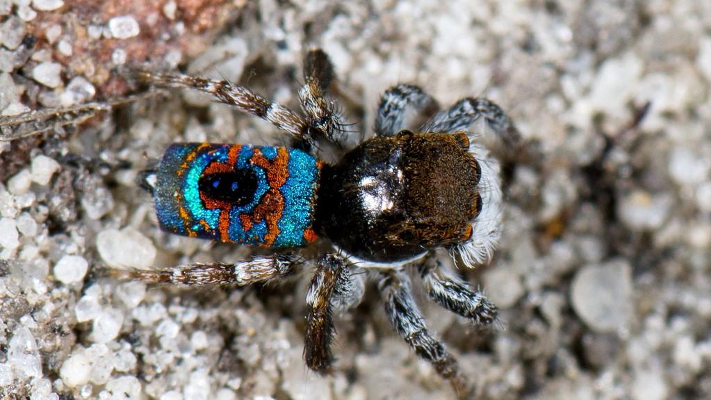 a peacock spider