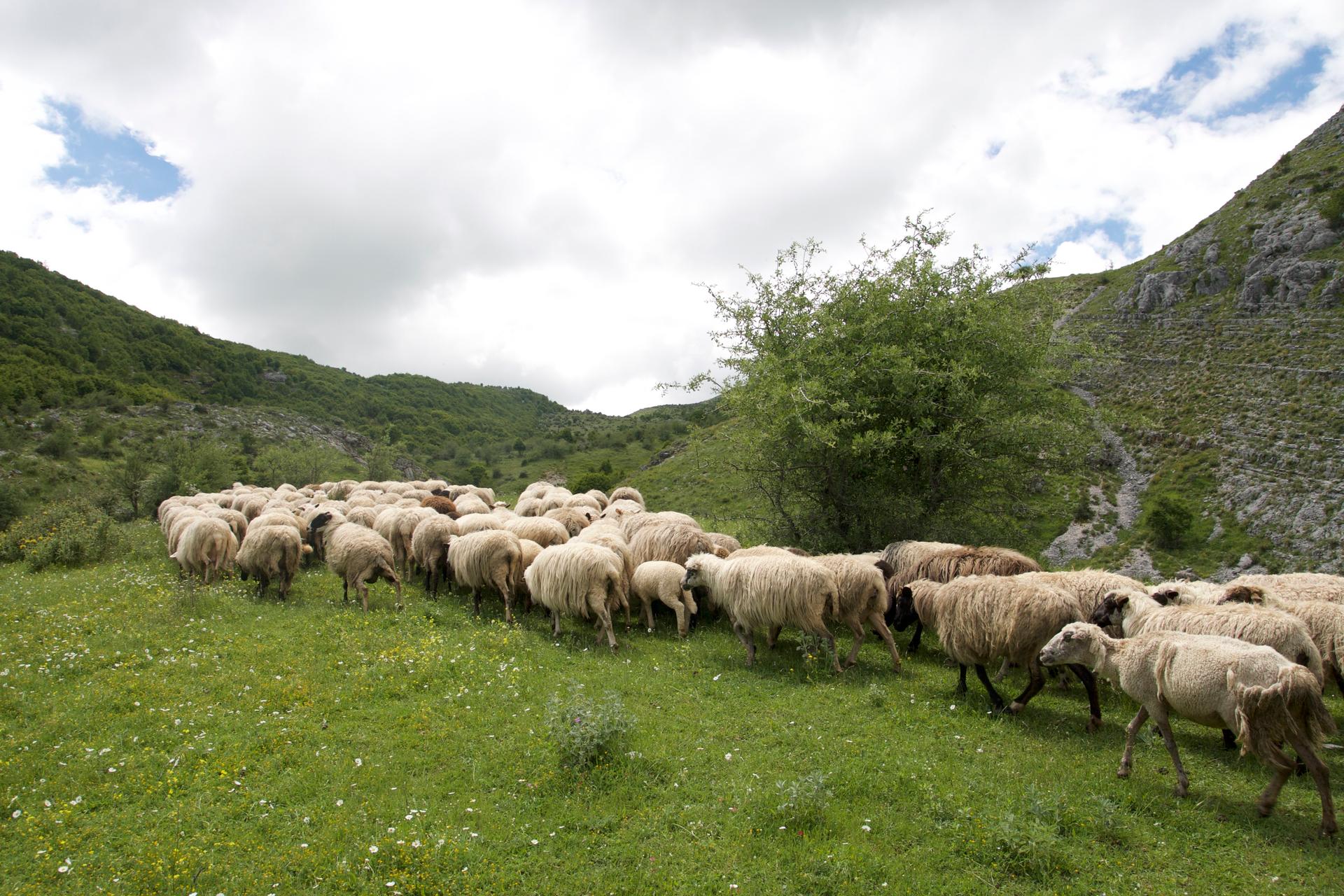 A herd of sheep makes its way through the hills above the village of Lazarat, Albania. Now that they're no longer growing pot in Lazarat, most of the villagers eke out a living herding sheep.