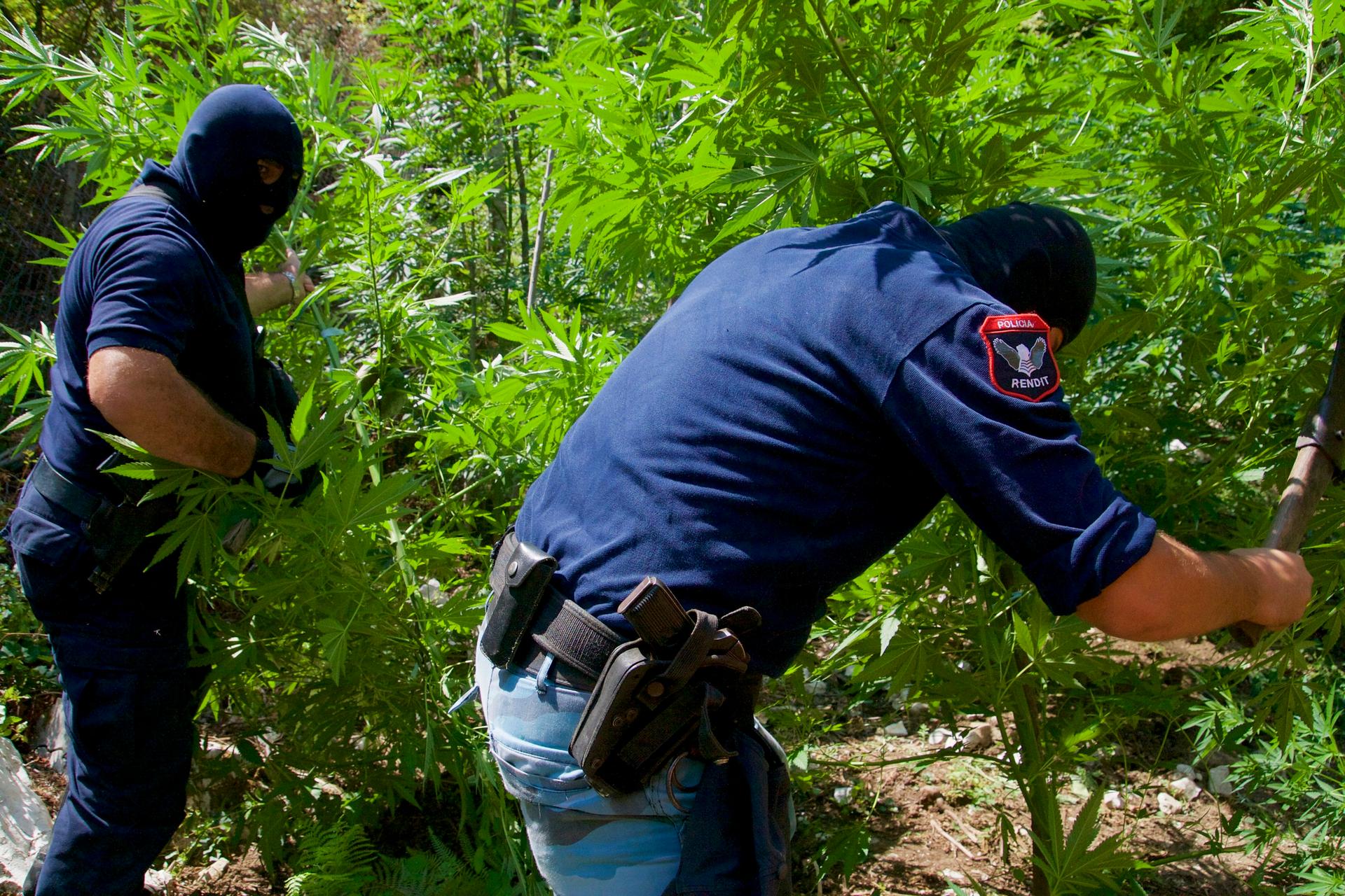 Albanian police officers slash cannabis plants. Most of it will be burned. A small amount will be retained for evidence.