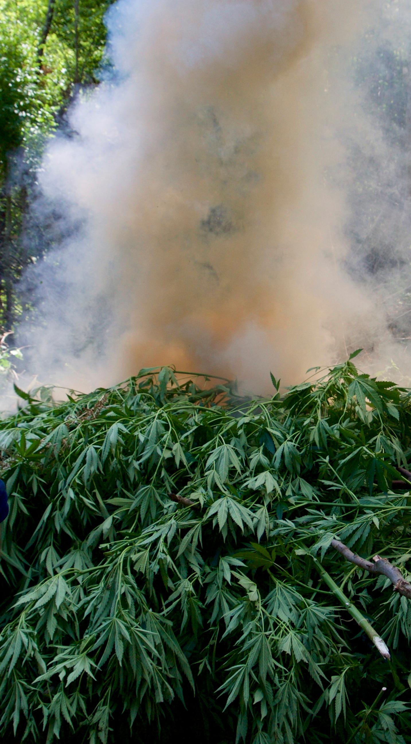 Albania's pot cops cut and burn piles of marijuana plants. But the country remains a major exporter of illegally grown pot.