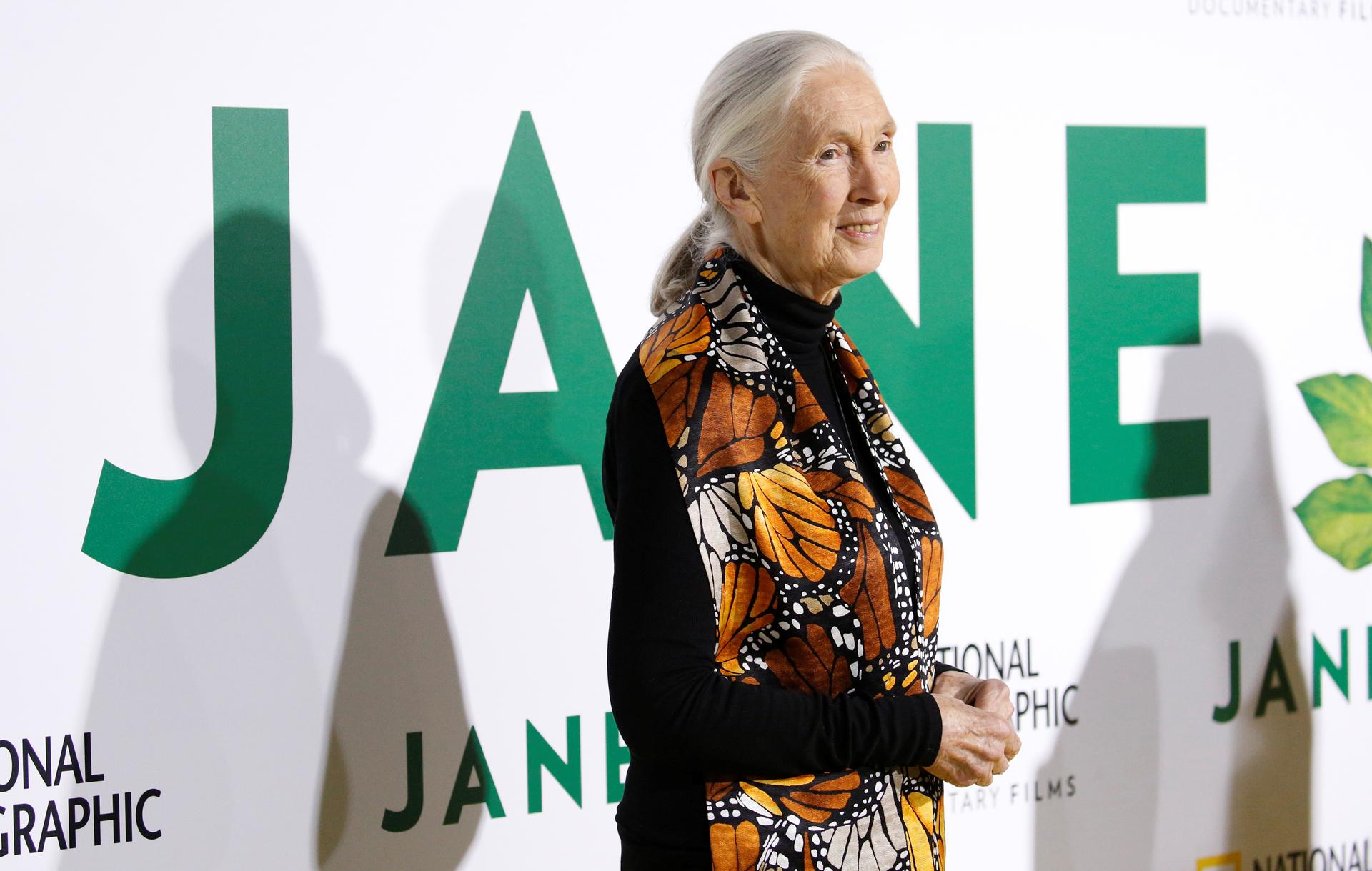 British primatologist Jane Goodall