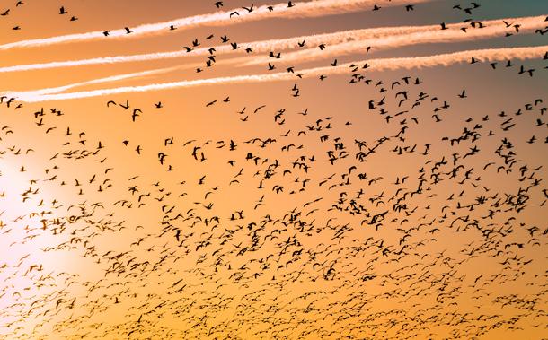 Bird migration