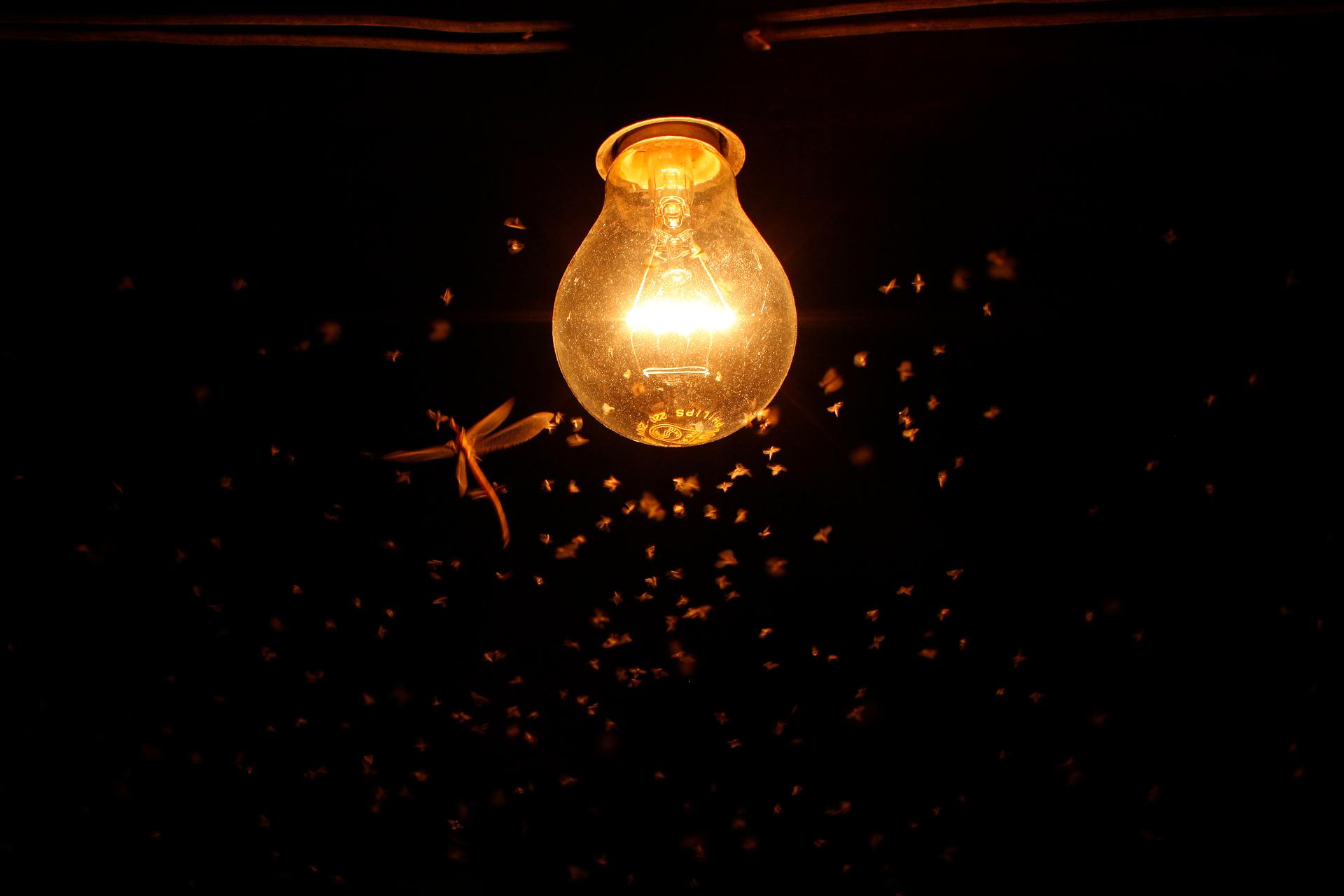 Mosquitoes and a dragonfly fly around a lit bulb on a hot summer in southern Spain.