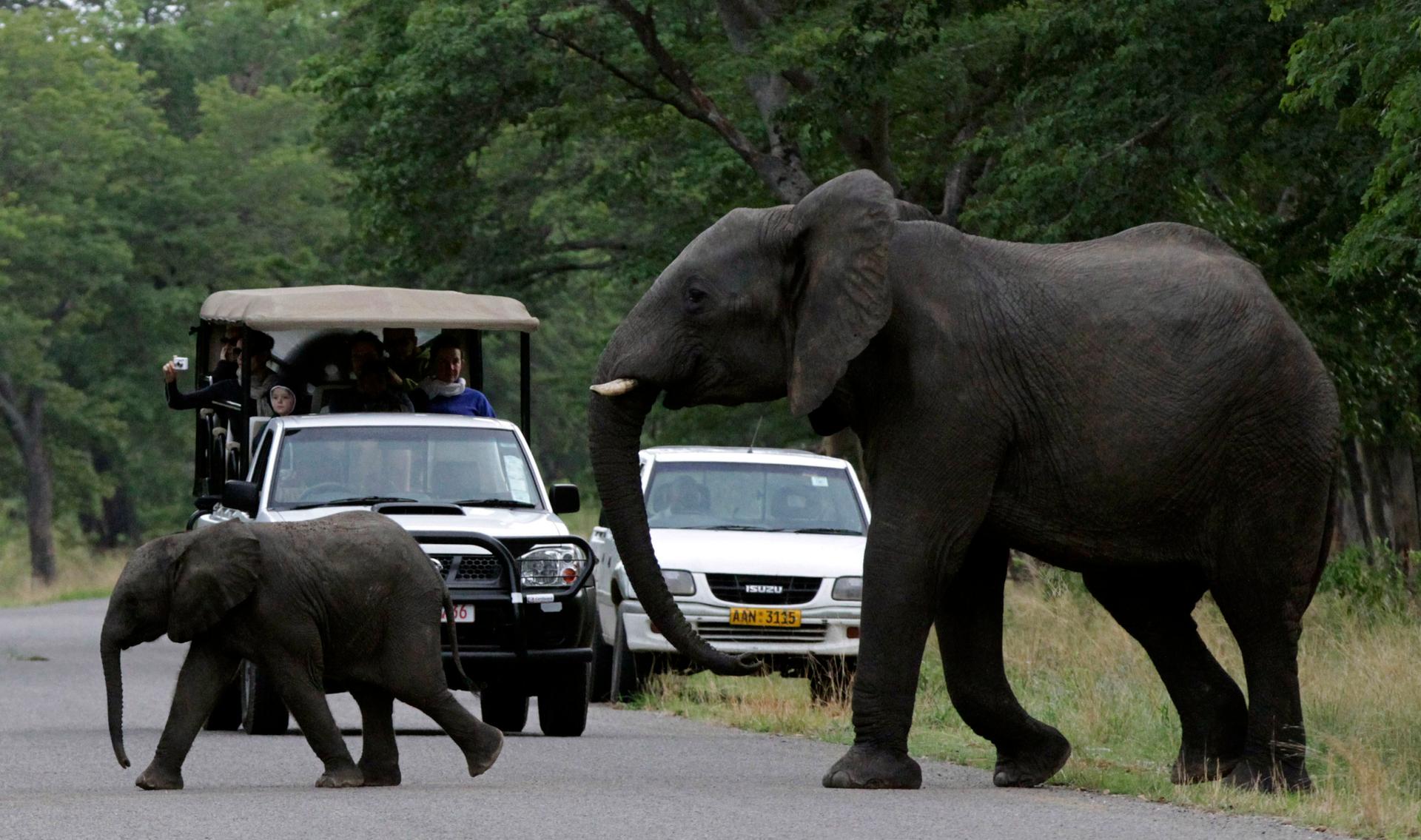 Visitors look on as an elephant and calf cross a road inside Zimbabwe's Hwange National Par