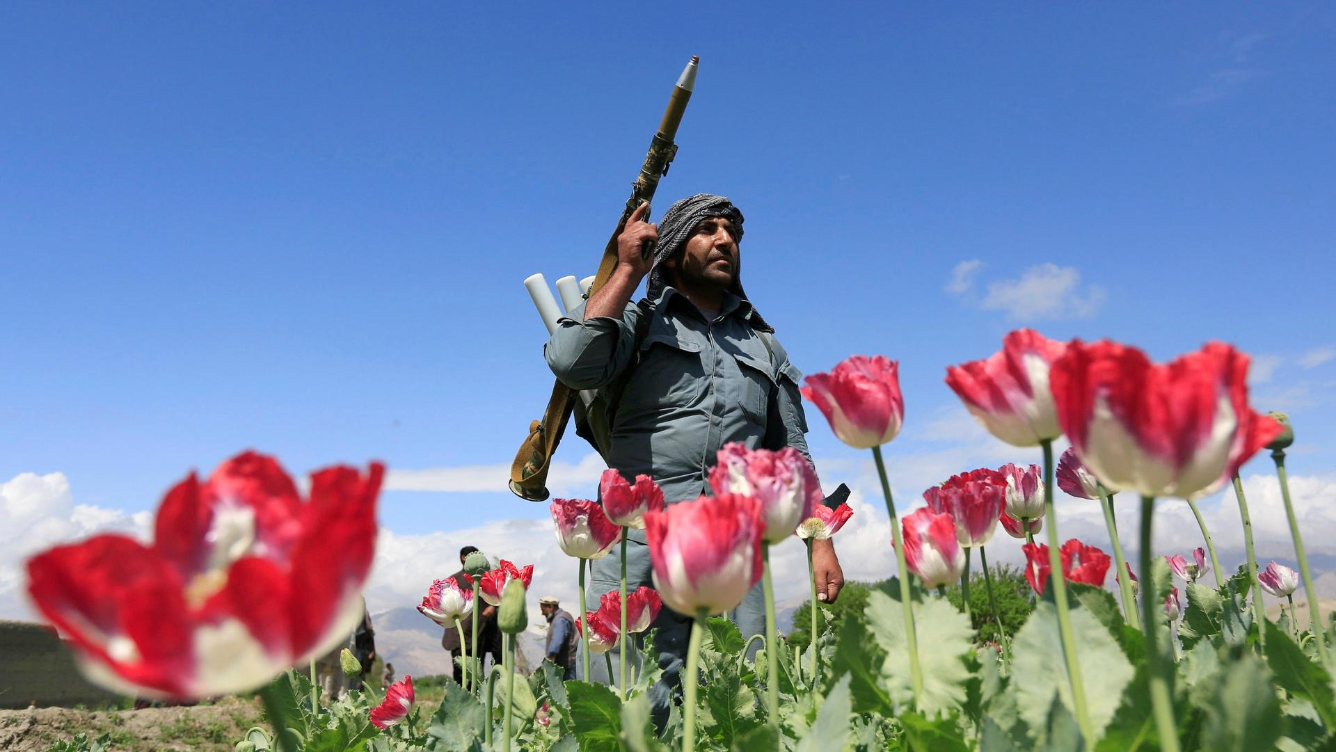 An Afghan policeman destroys poppies during a campaign against narcotics in Jalalabad province, Afghanistan, April 4, 2017.