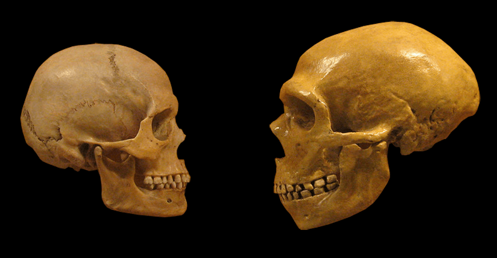 A modern human skull (left) and a Neanderthal skull (right) at the Cleveland Museum of Natural History.