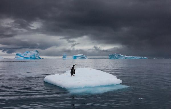 Art Wolfe penguins