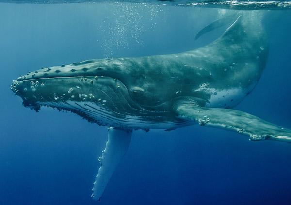 Art Wolfe whale