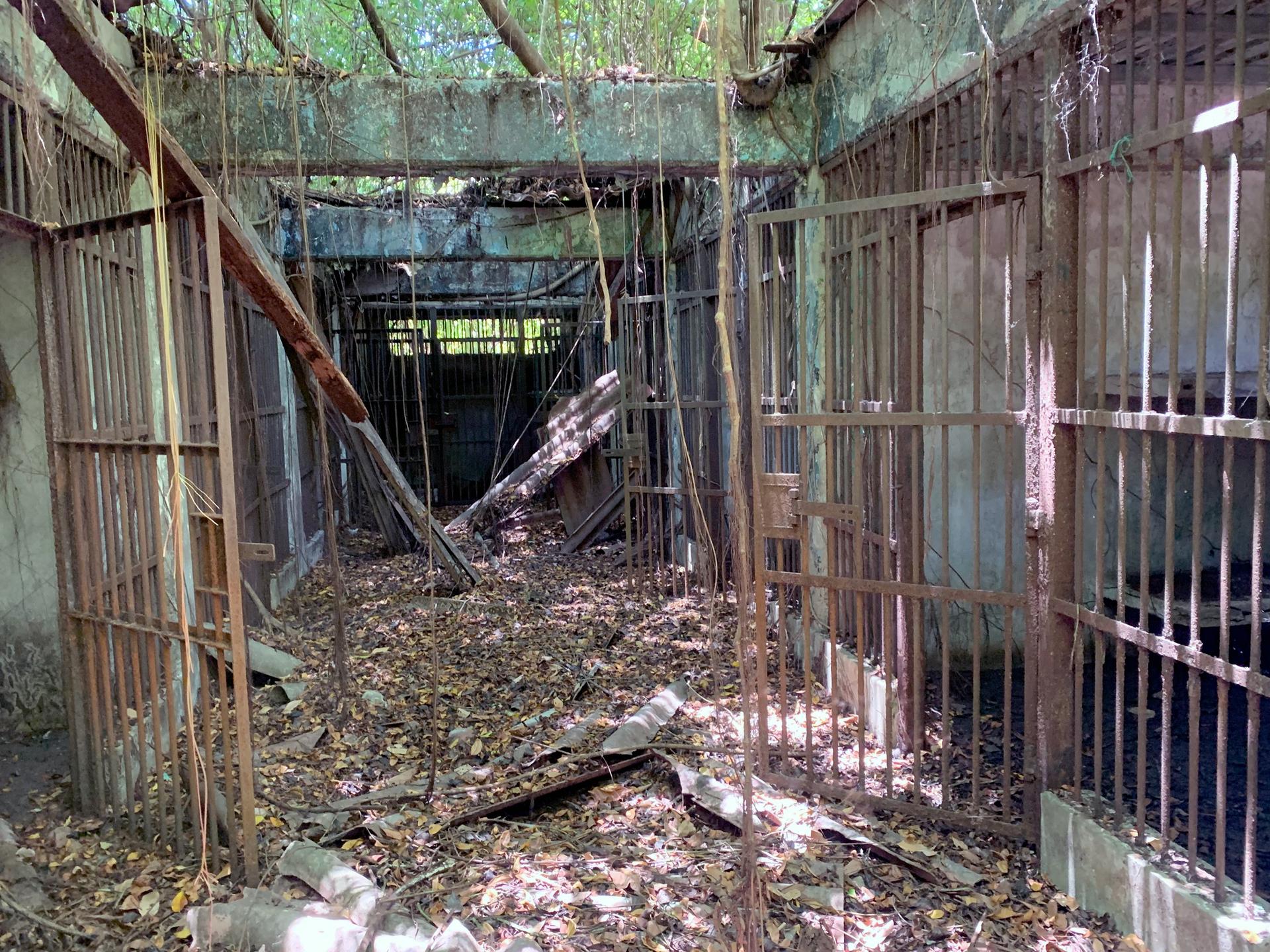 A former prison is covered in vines and the metal bars have rusted over