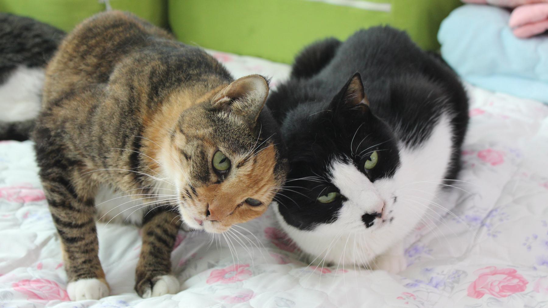 Two cats put their heads together in a snuggle. 