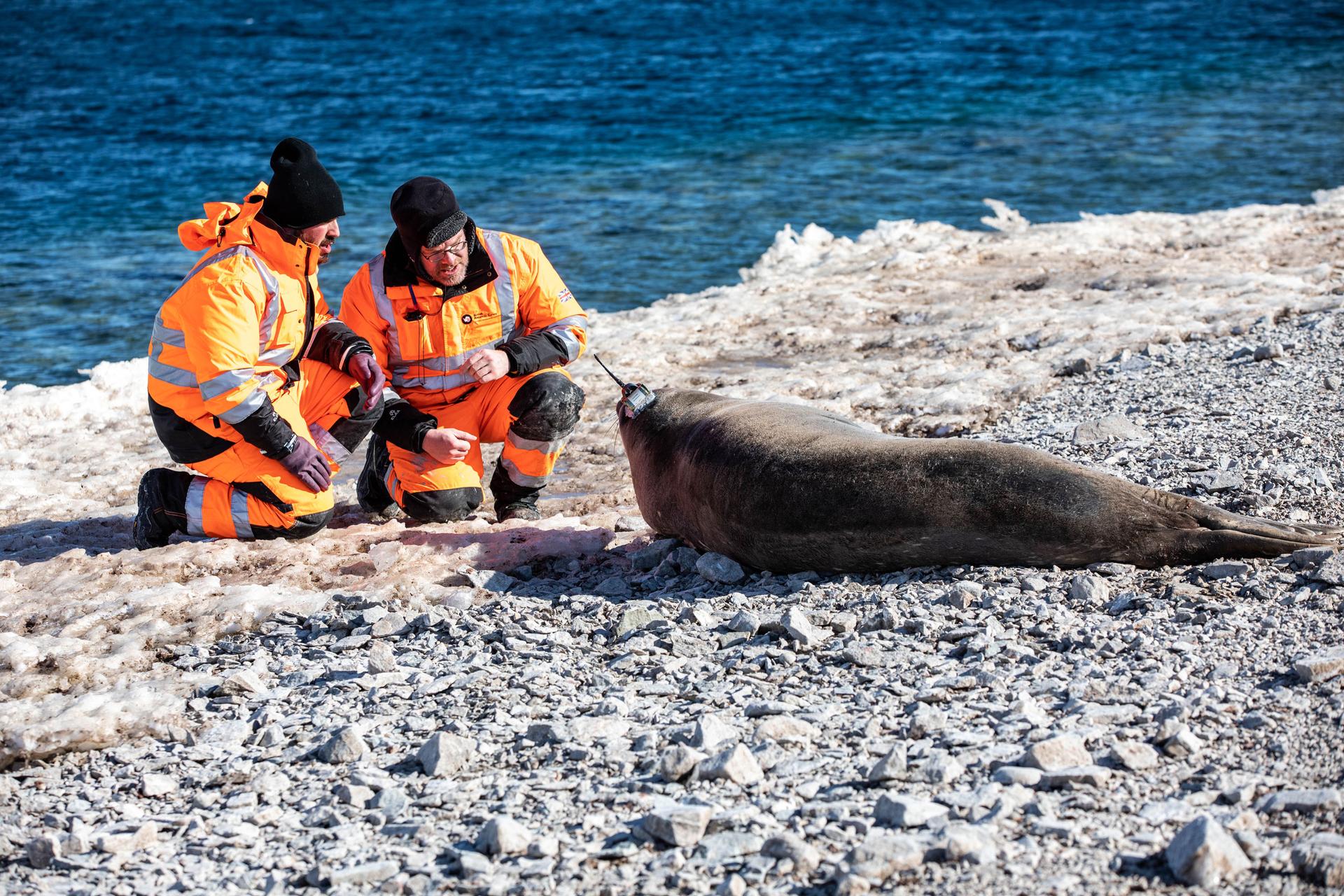Two men kneel in front of a Weddell seal affixed with a transponder.
