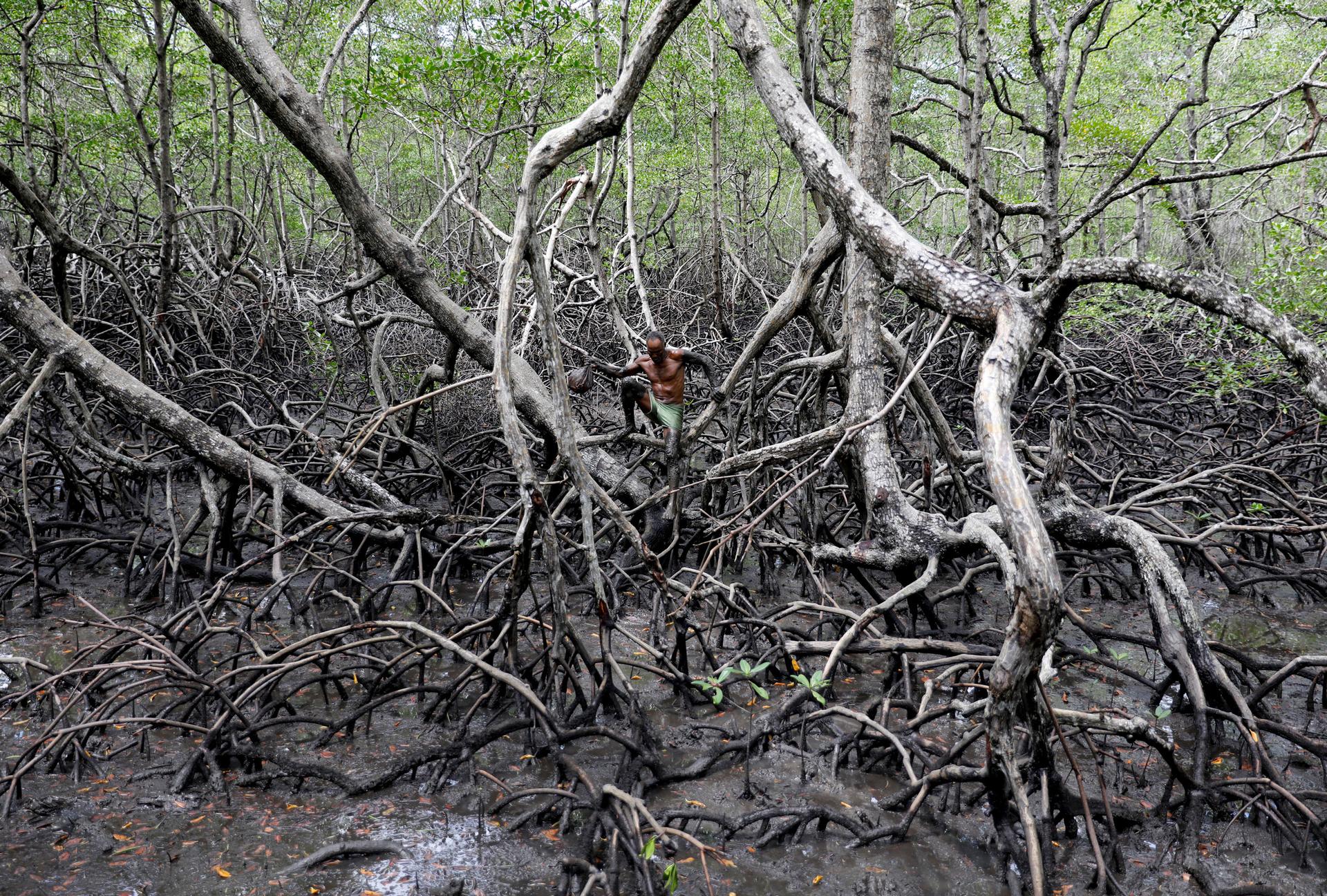 A man is shown walking on the exposed root system of the mangrove forest.