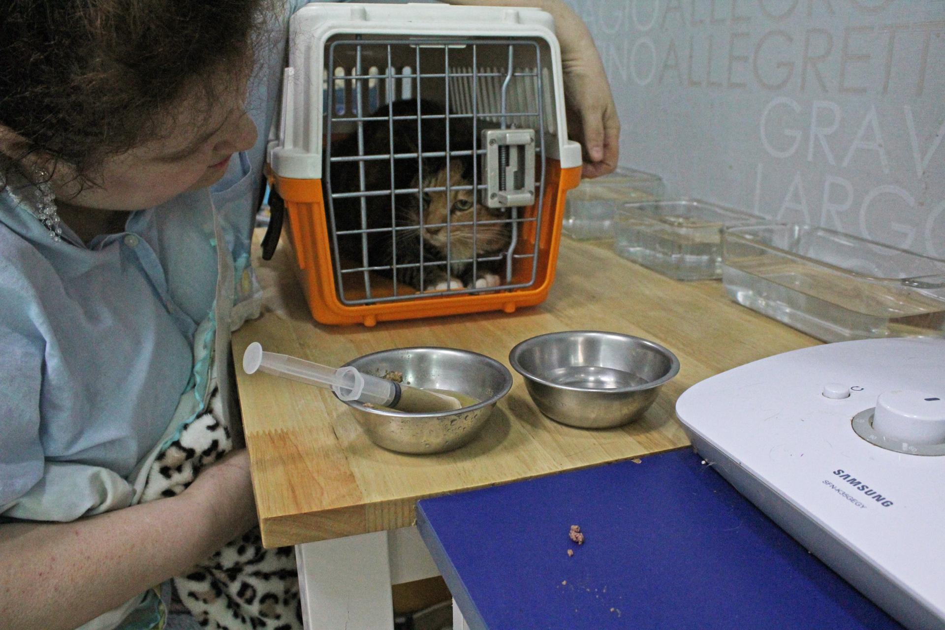 a woman looks at a cat in a cage near two silver bowls holding a syringe