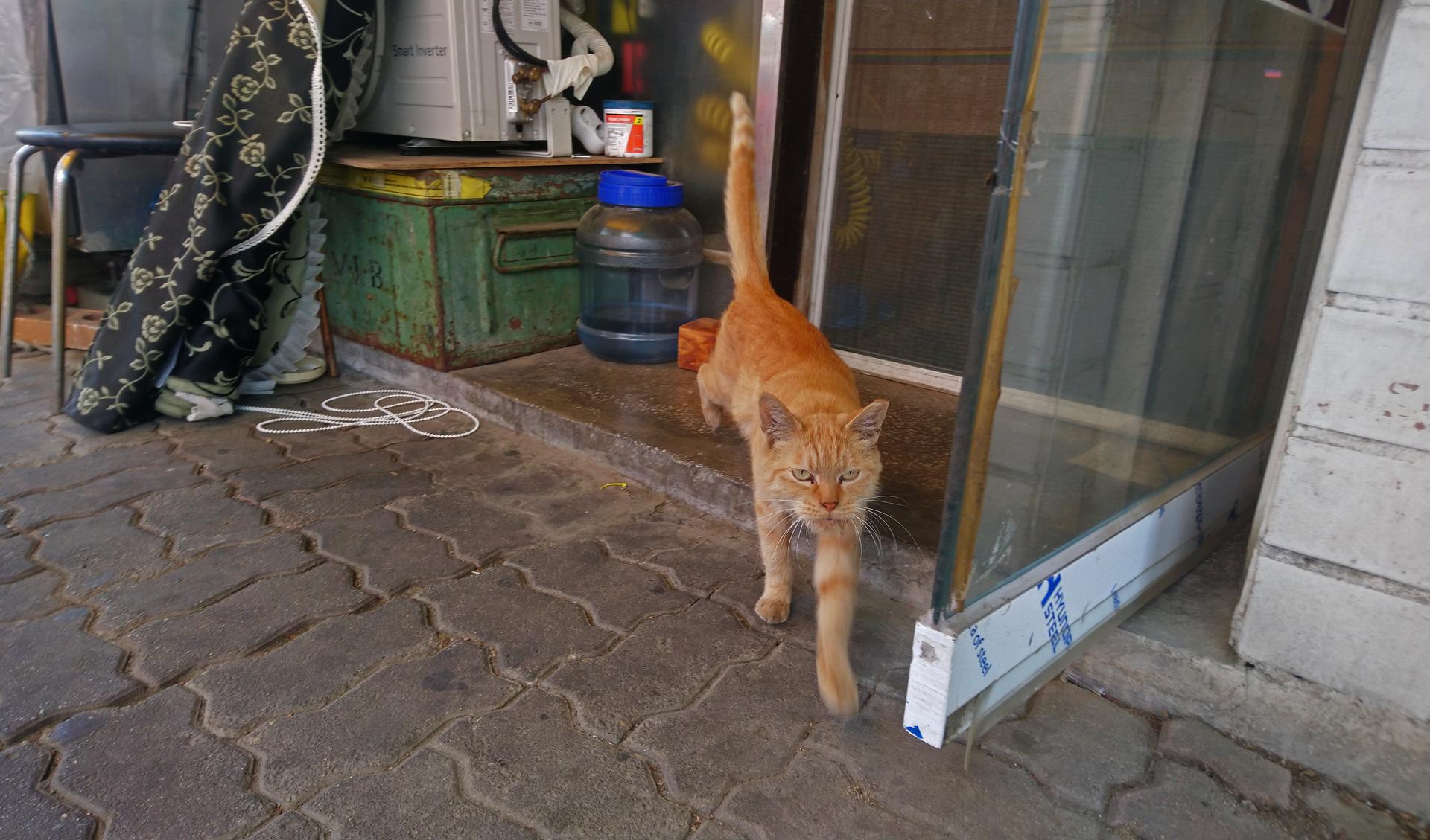 an orange cat hangs out outside a shop
