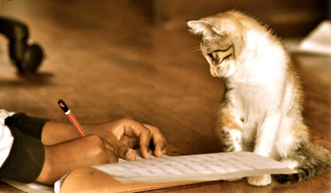 A cat stands next to someone writing. 