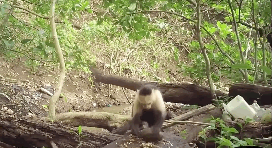 A monkey uses a stone to crack open food