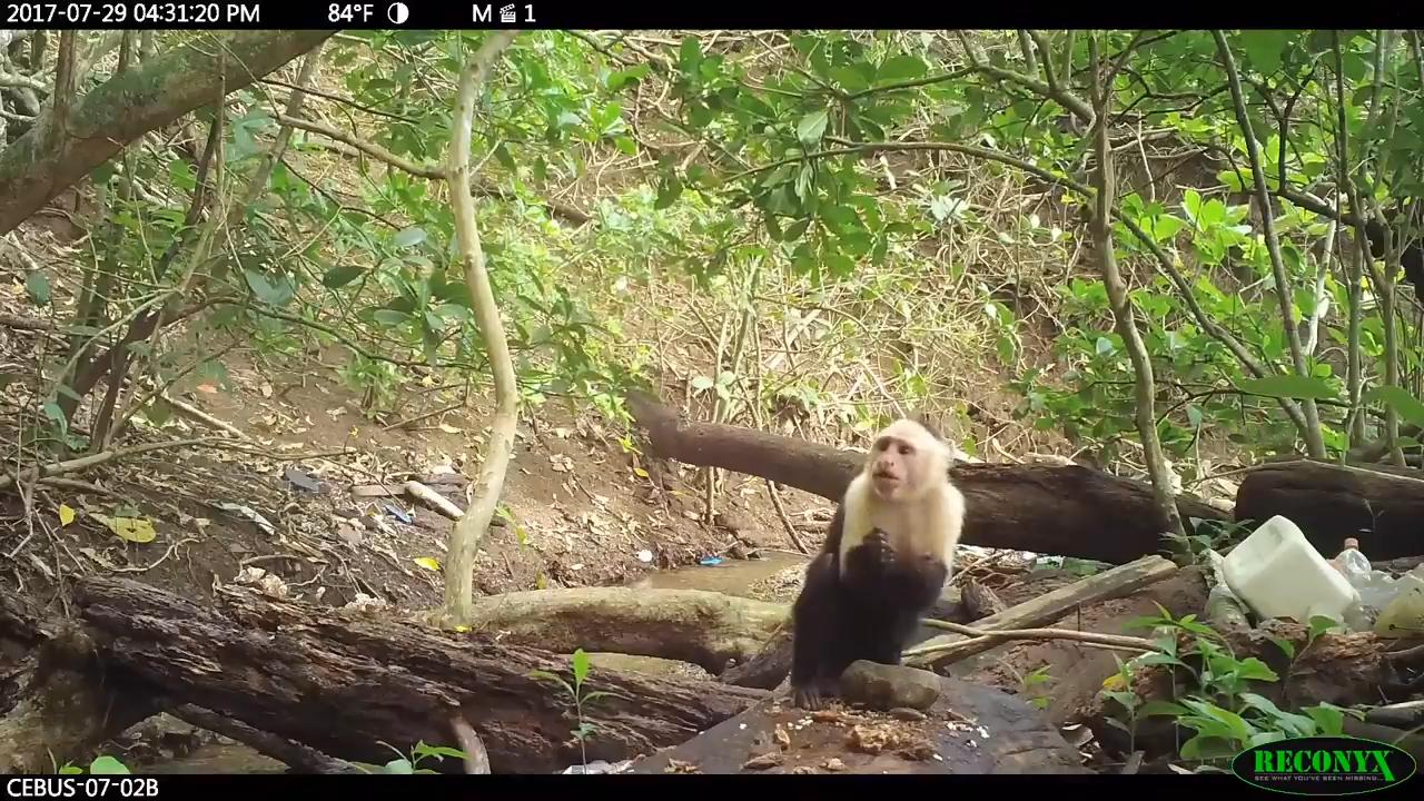 In a frame grab from a video, a monkey is hunkered over a rock in the stream, about to put food in its mouth
