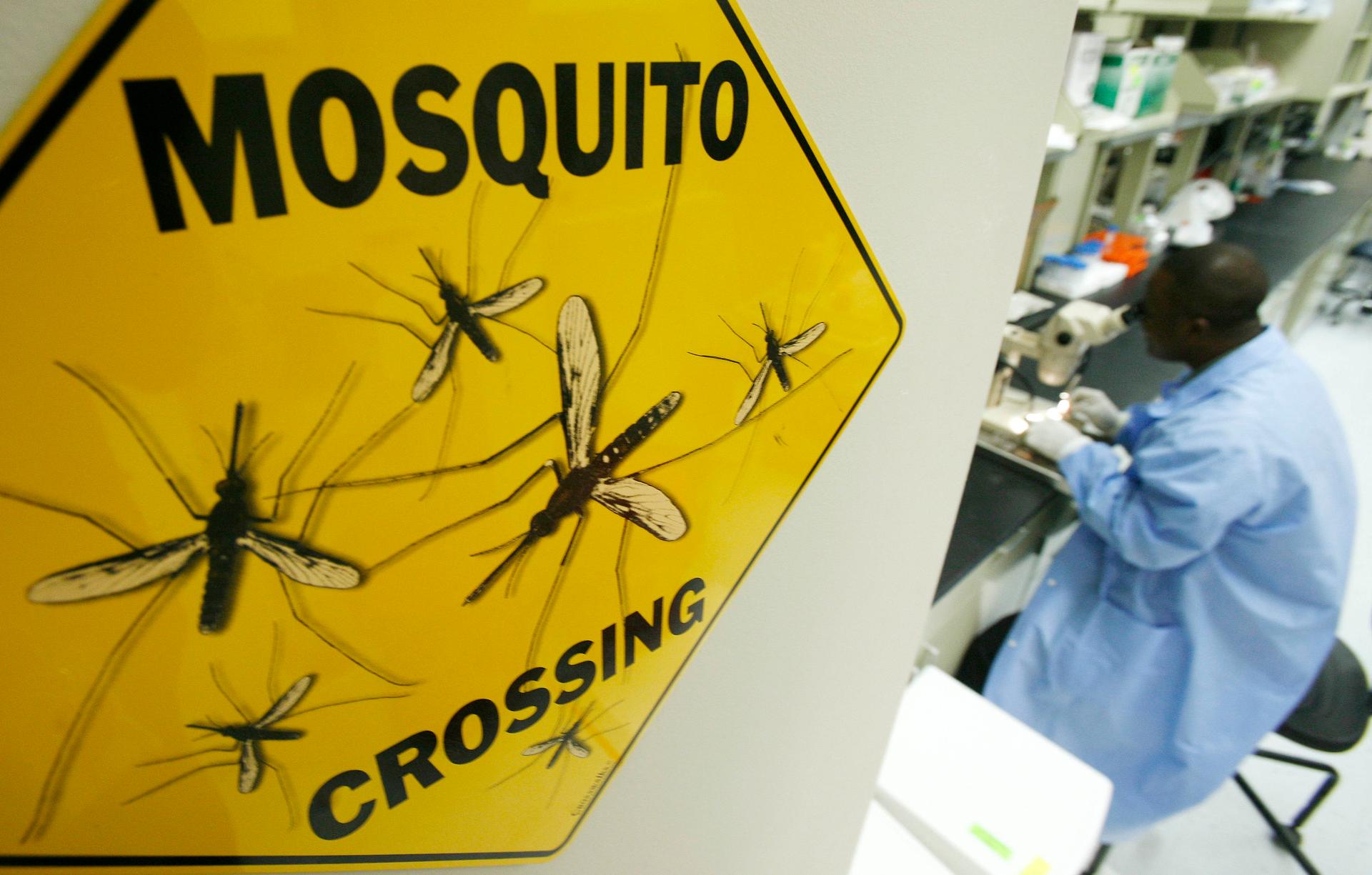 A scientist dissects a mosquito at a research facility in Rockville, Maryland.