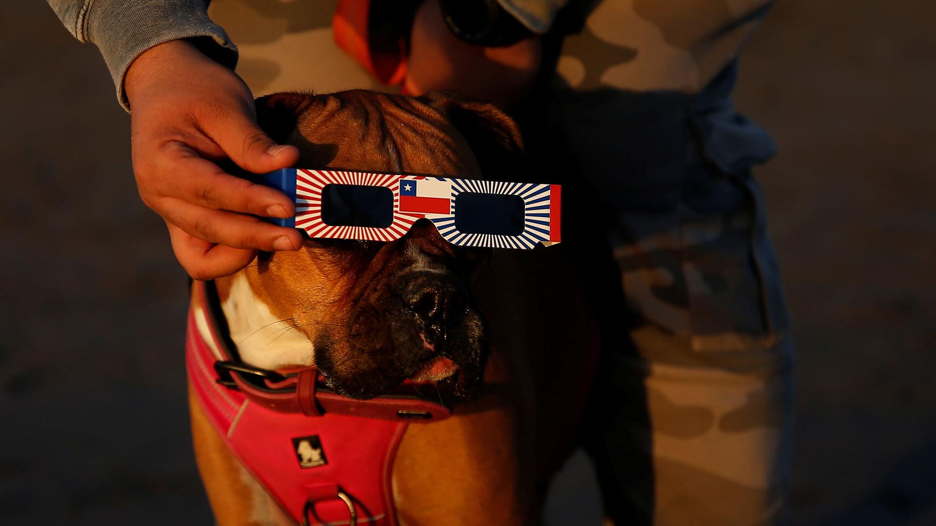 A dog is shown with paper solar esclipse glasses on held in place by a man on the side.