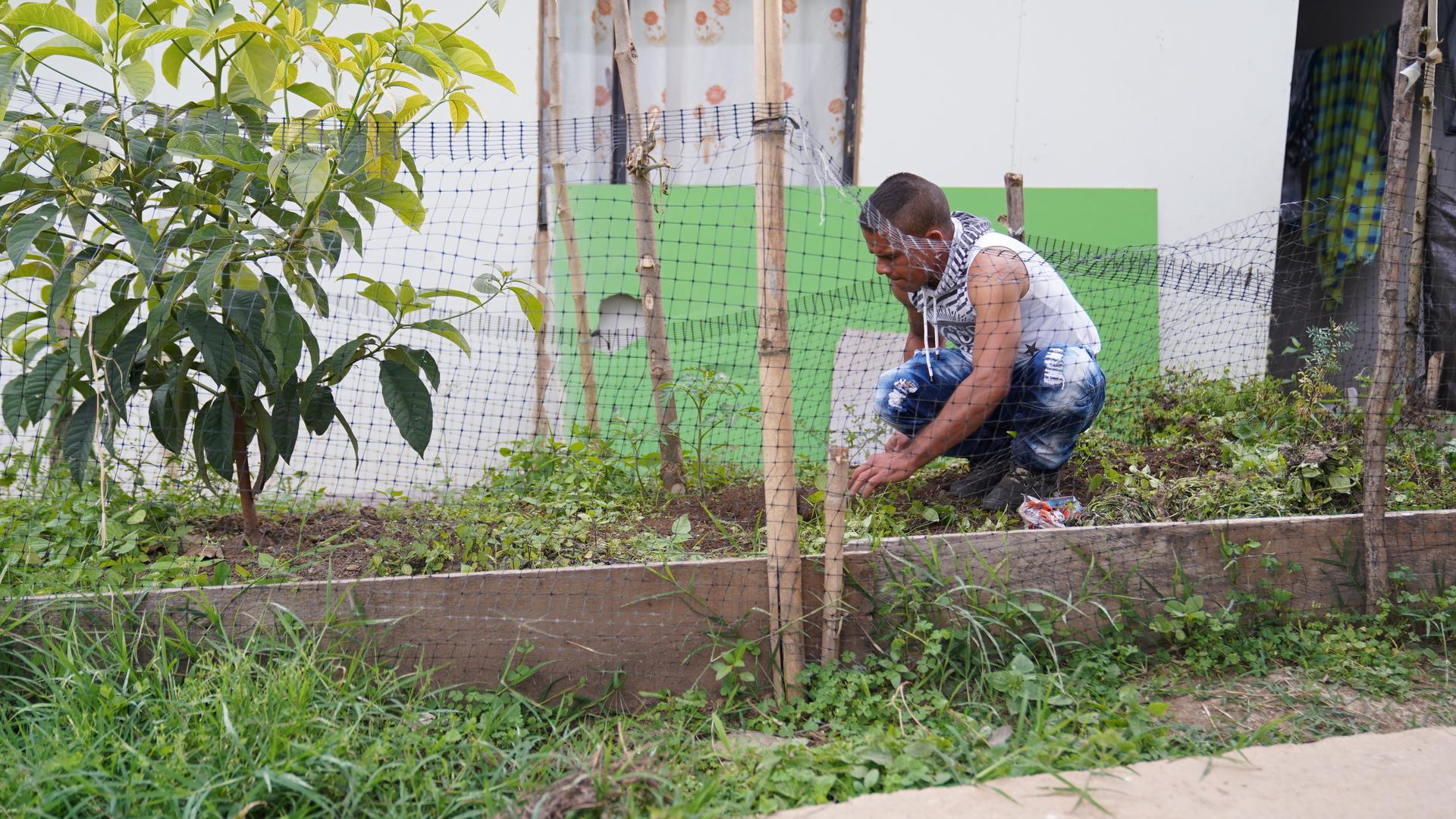 A man gardens on a small raised bed of plants. 