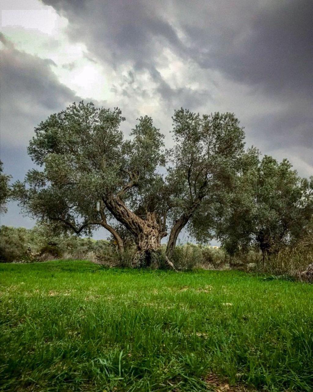 Image of a huge, ancient green olive tree under a blue sky with white clouds
