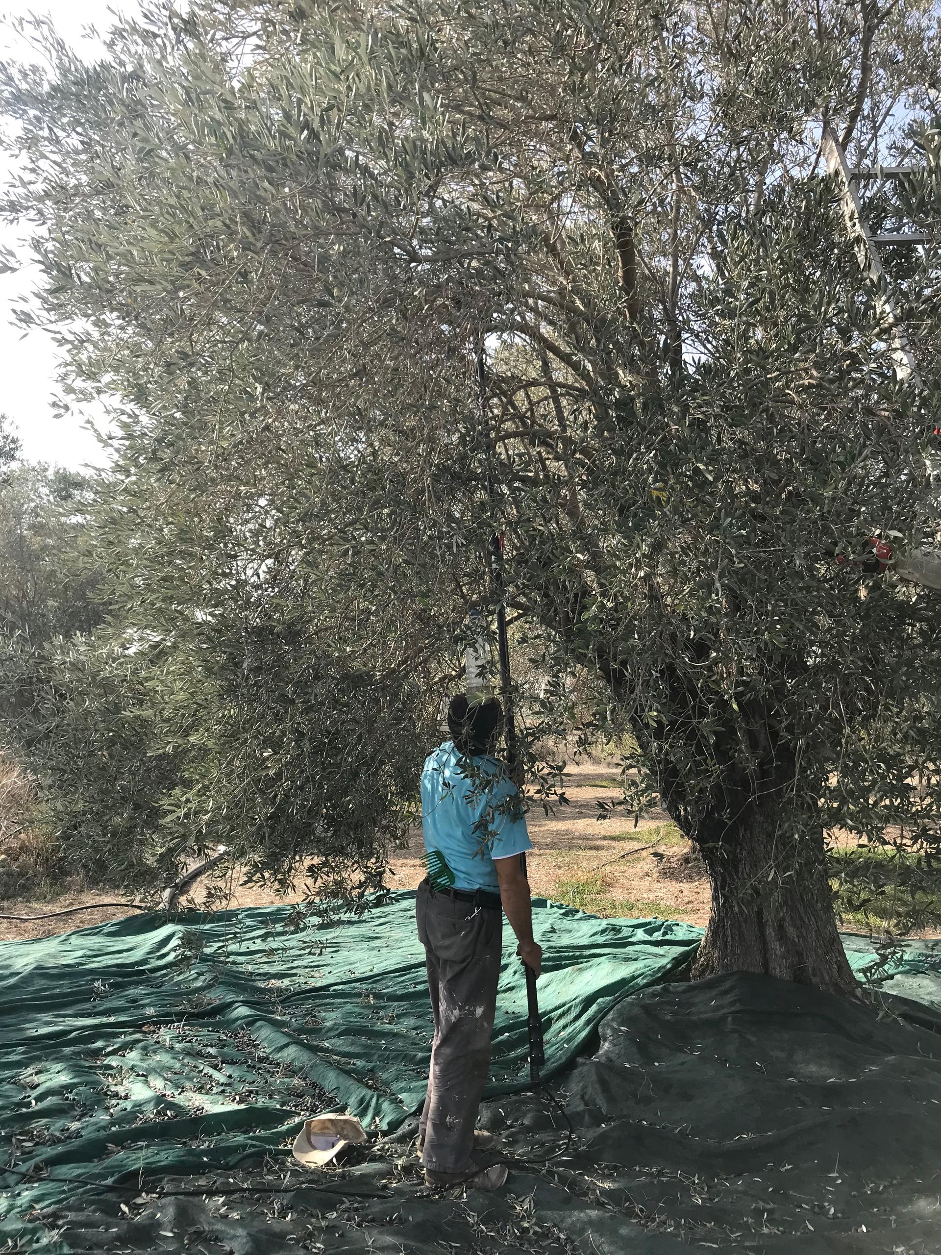 A man picks olives from a tree.