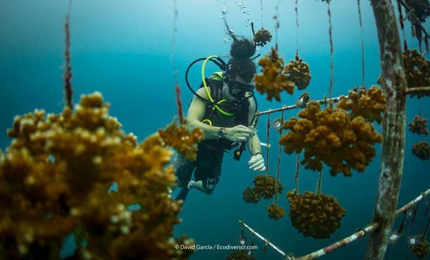 Diver with corals