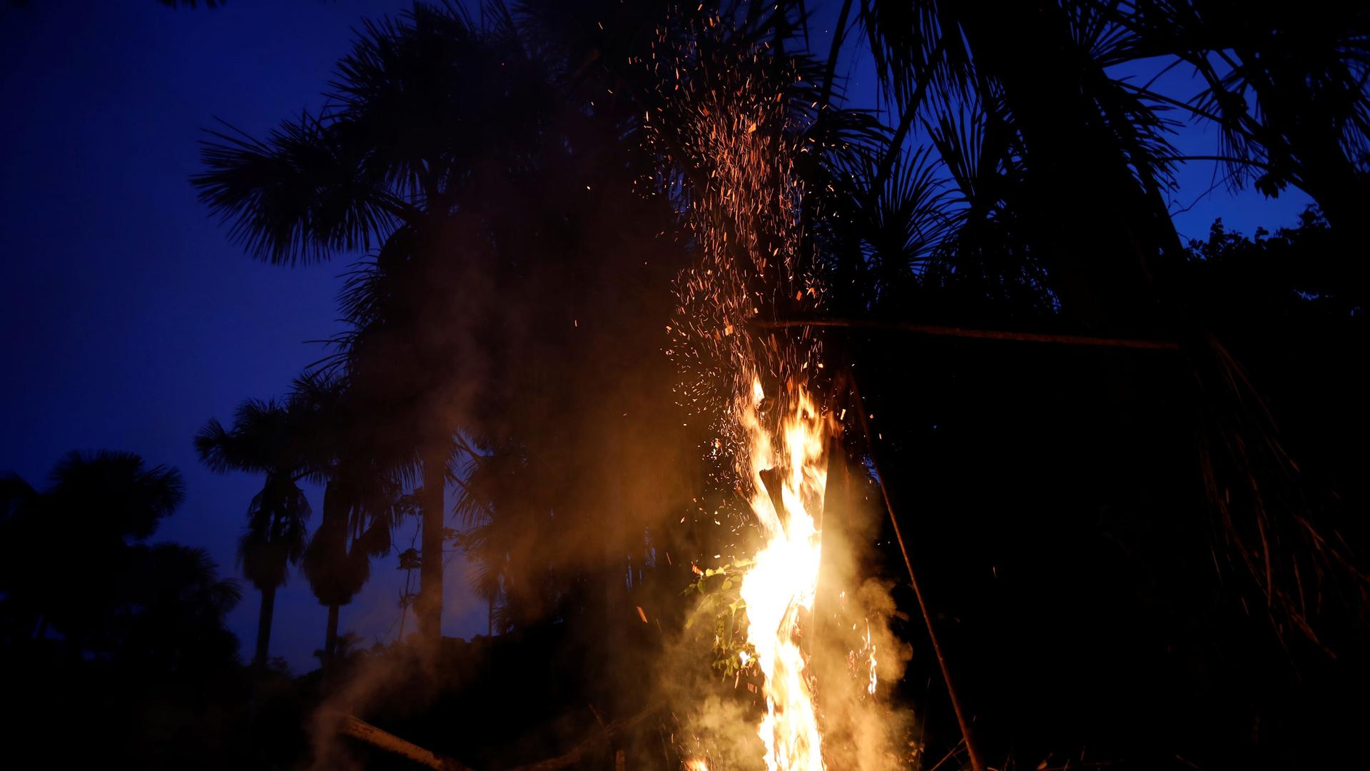 Fire licks up a palm tree at night