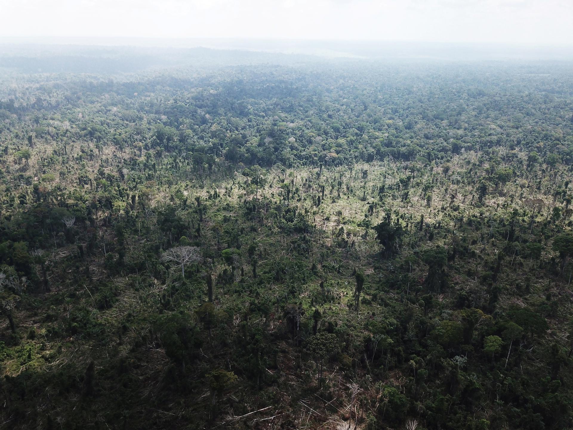 An aerial view of the Amazon with a portion cleared.