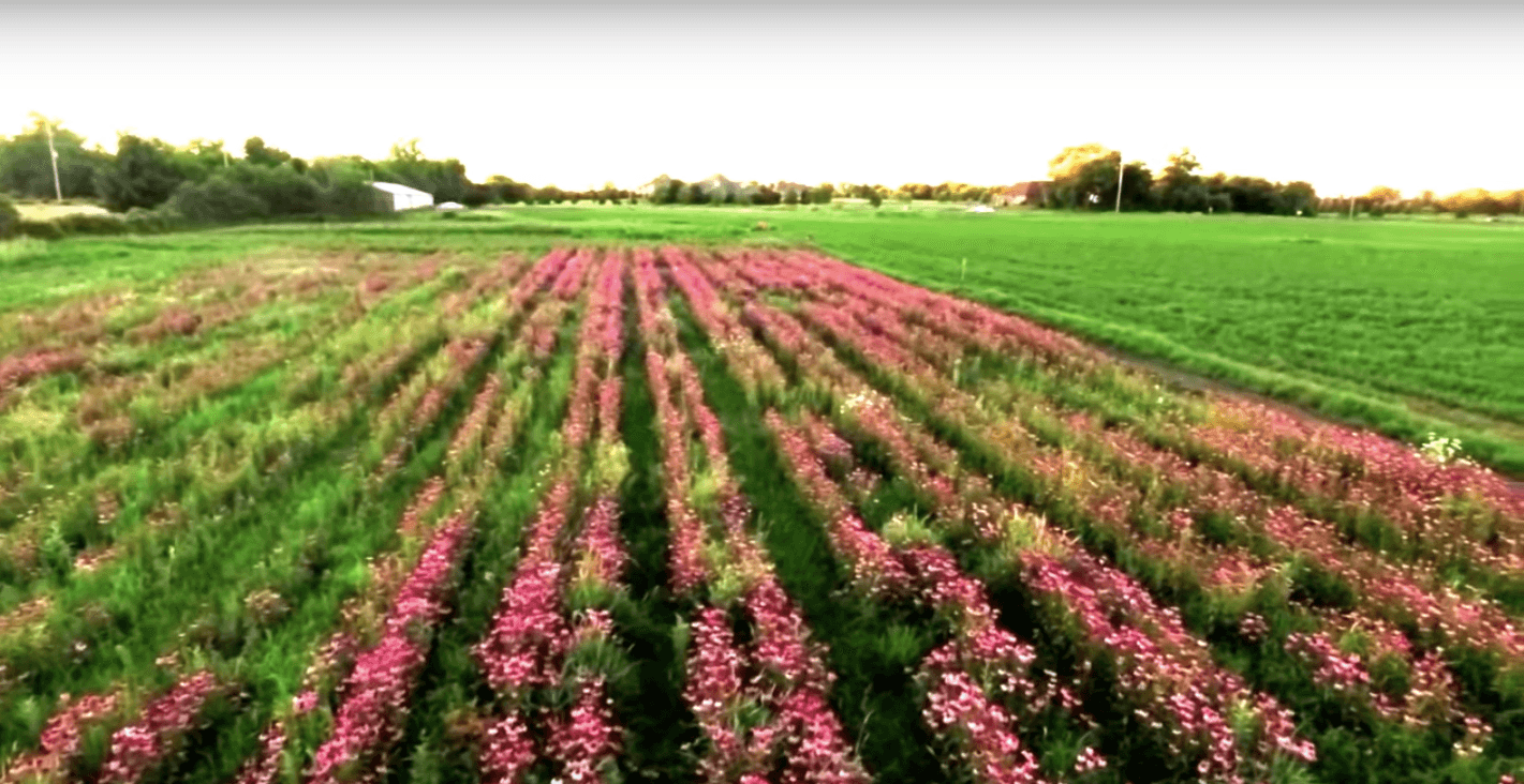 Pink and green Echinacea fields in Elburn