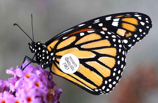 Monarch with tag