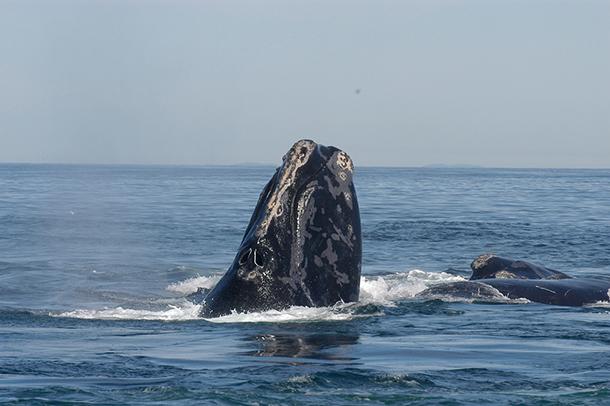 Northern right whales
