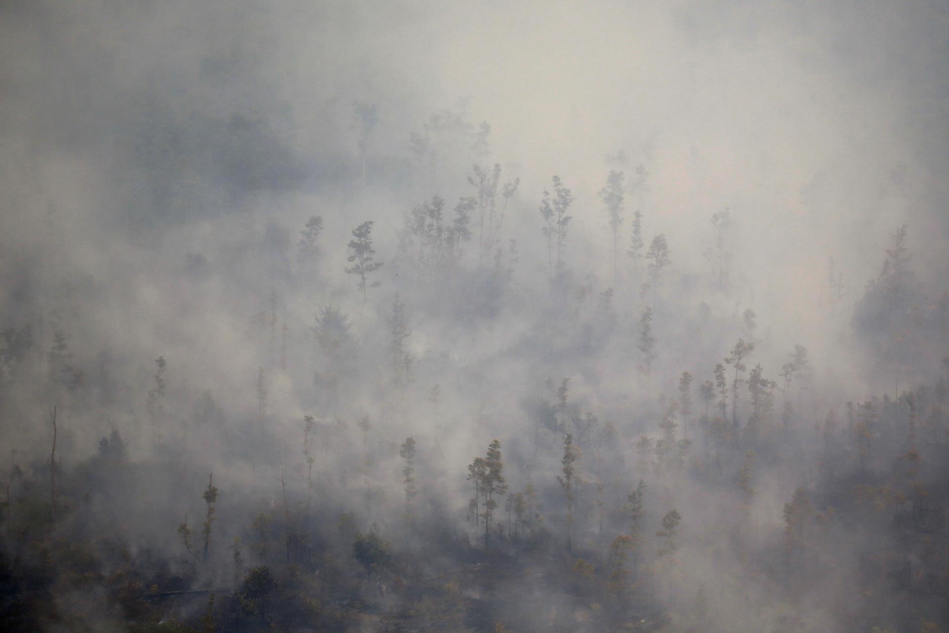 A forest is shown entirely filled with smoke.