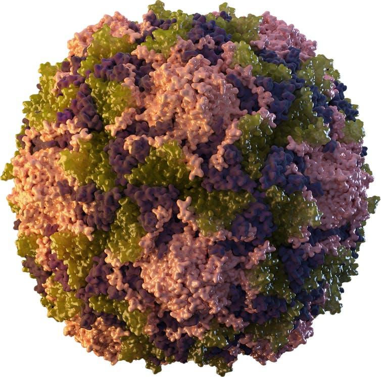 An image of a poliovirus.