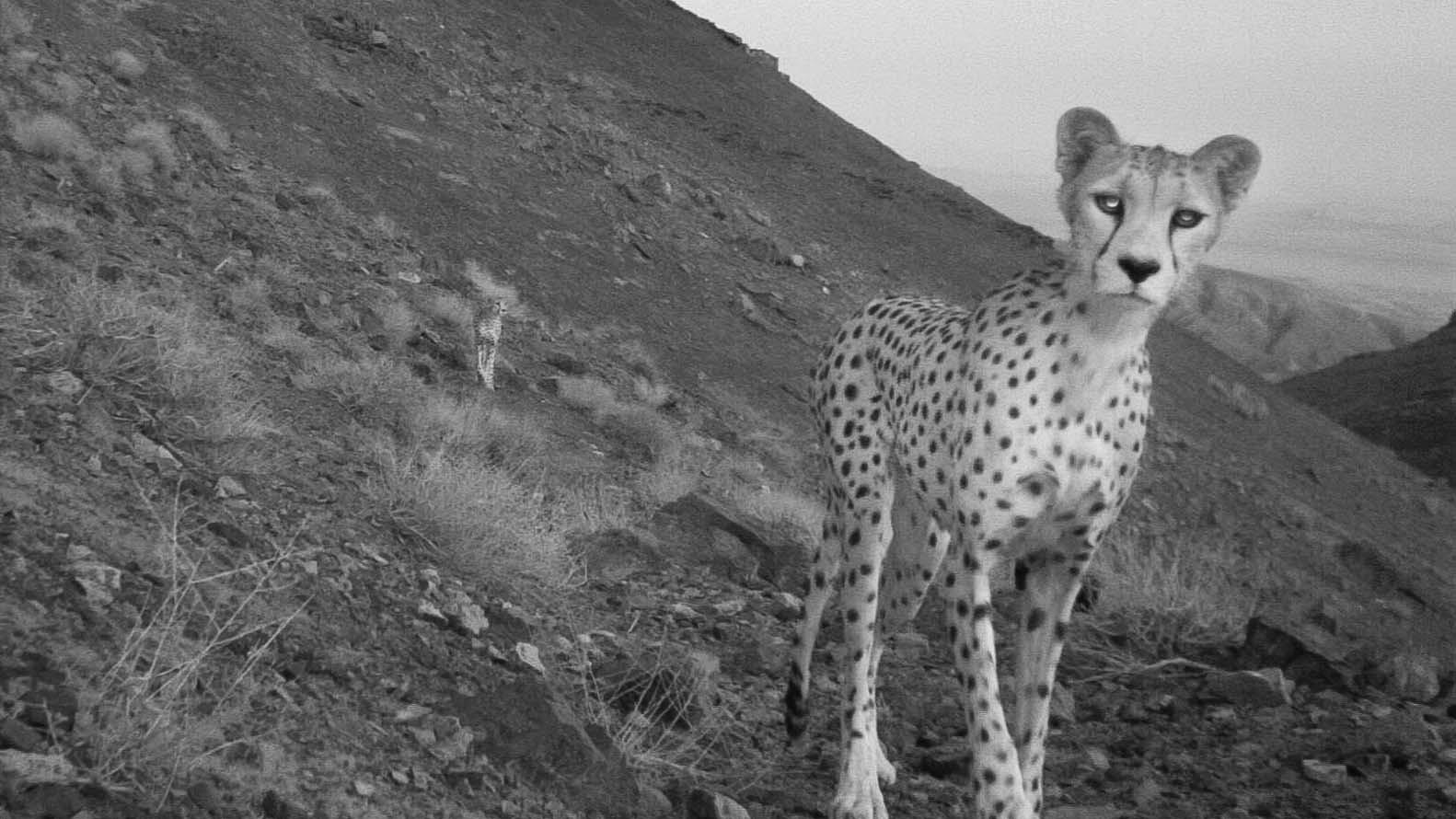 A black and white photo of a cheetah with mountainous terrain behind
