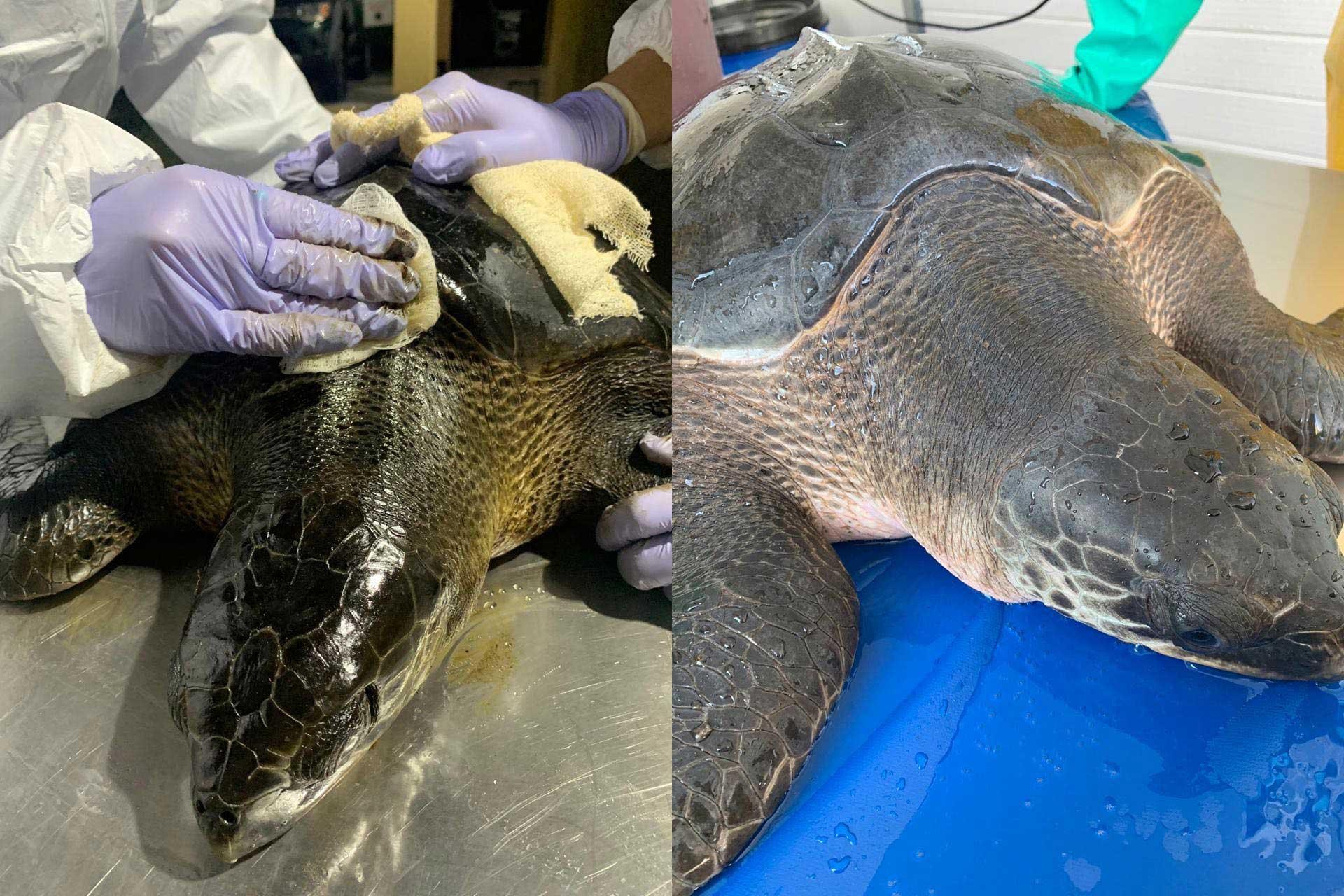 Two side-by-side images show a turtle covered in oil and after the oil has been removed.