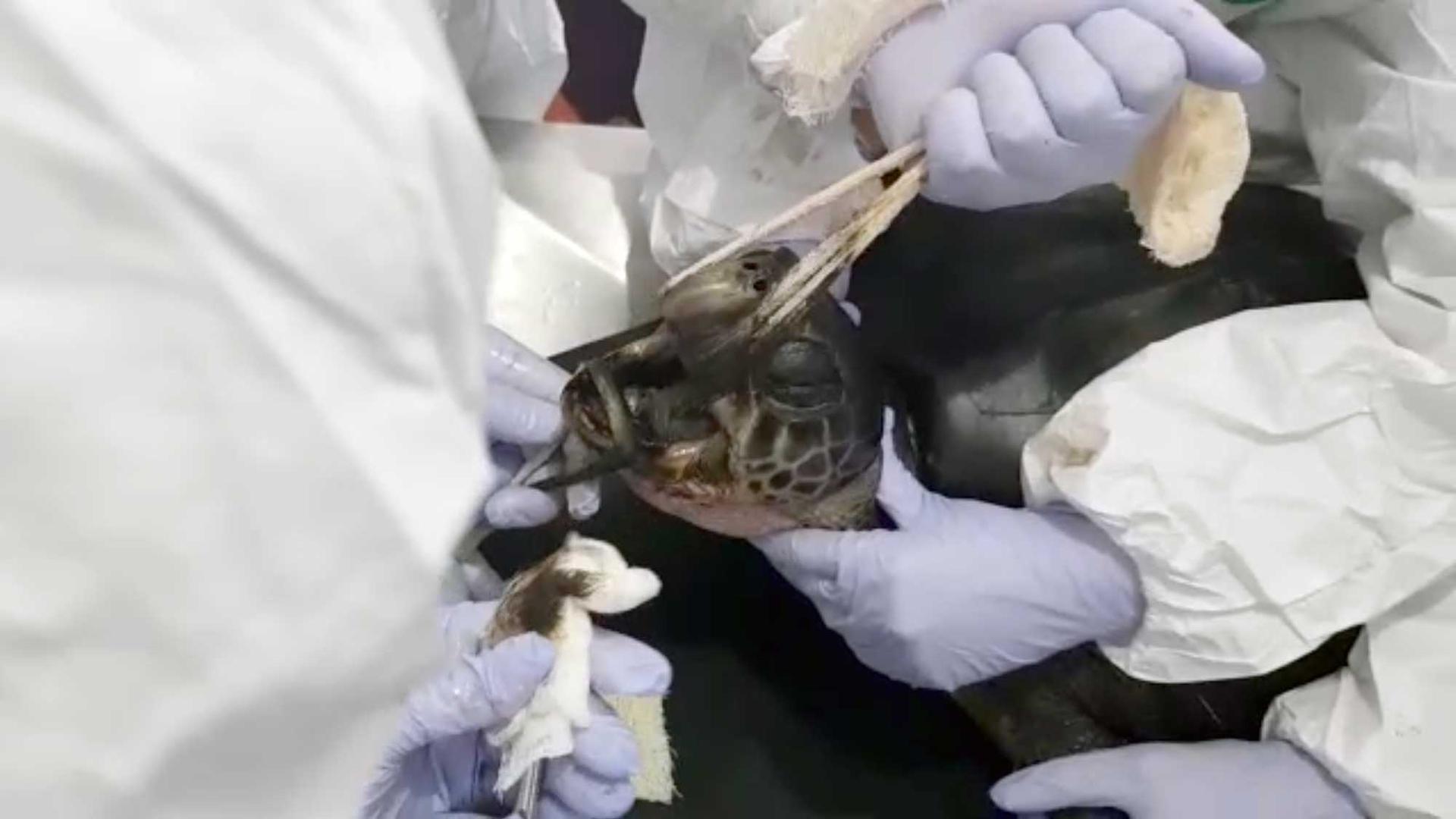 A sea turtles mouth is held open by a piece of cloth as workers wipe oil out of it